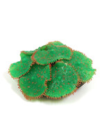 Sporn Sporn Ricordia Anemone Green