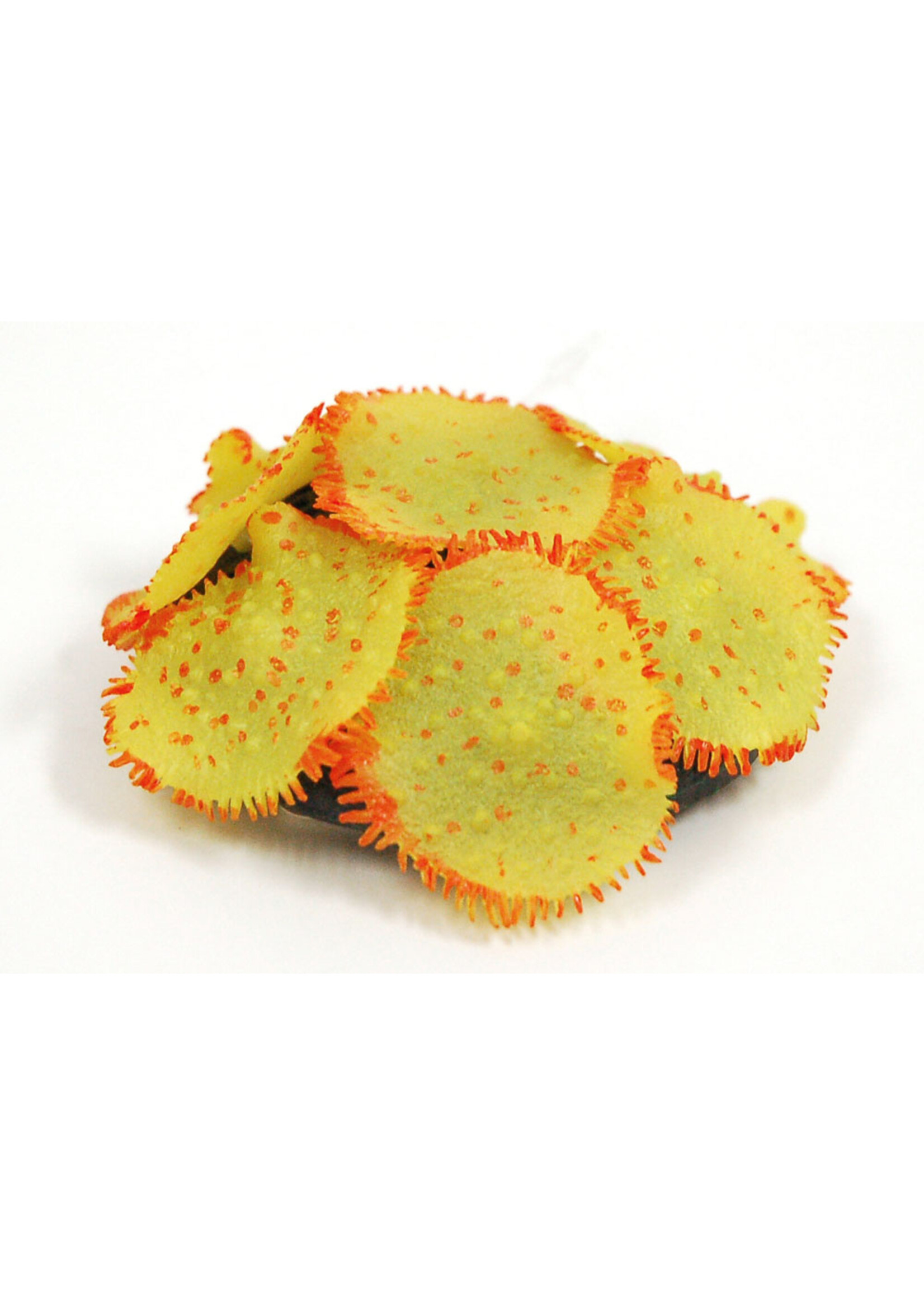 Sporn Sporn Ricordia Anemone Yellow