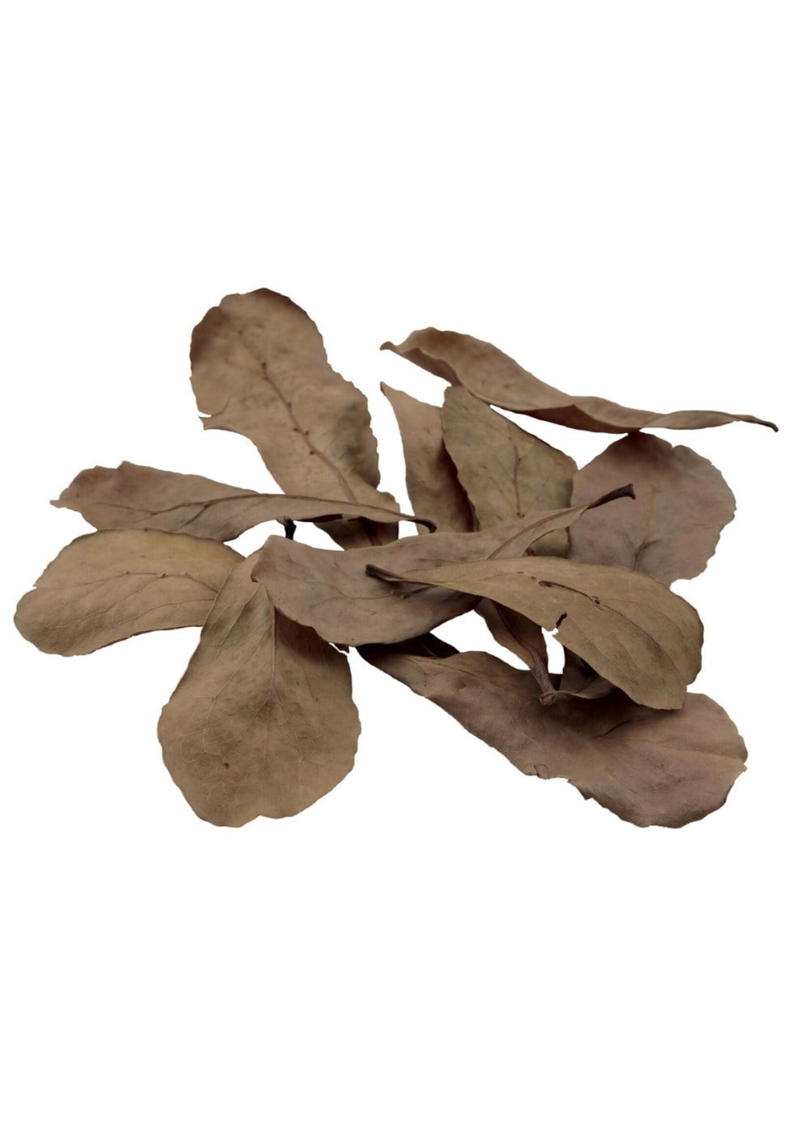 Fluval Fluval Betta Tropical Almond Leaves 10pack