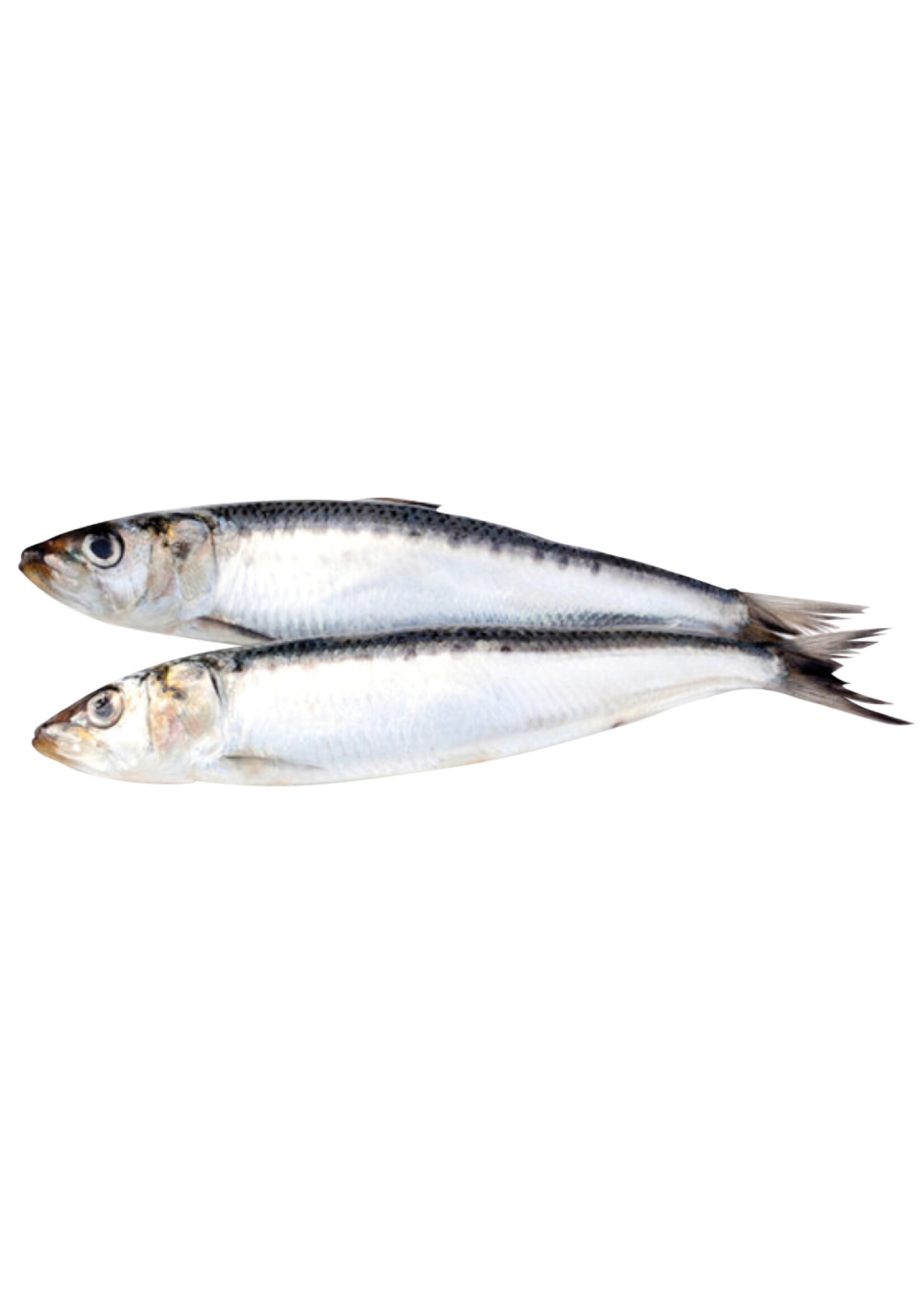 Big Country Raw Ltd. Big Country Raw Sardines - 1lb