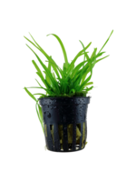 Tropica Tropica Sagittaria subulata