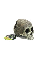 Komodo Komodo Human Skull Half