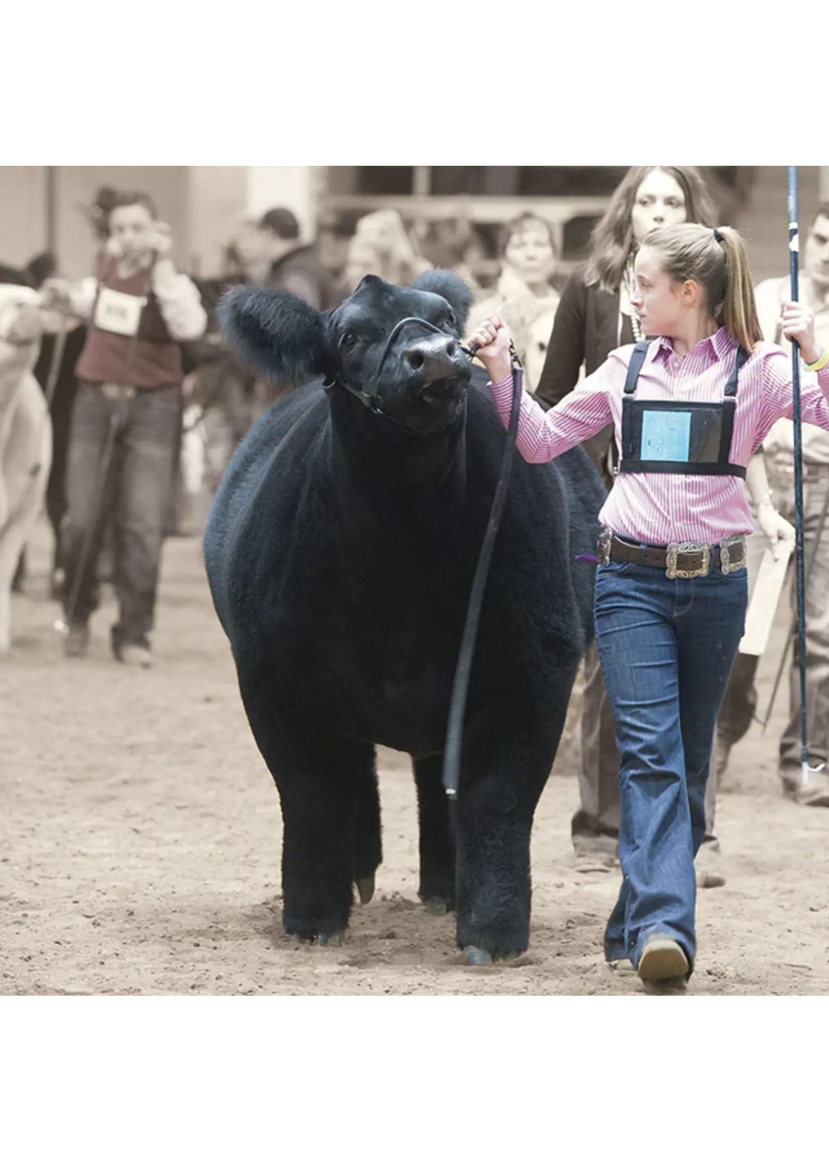 Weaver Livestock Weaver Livestock Black Magic Show Halter Black
