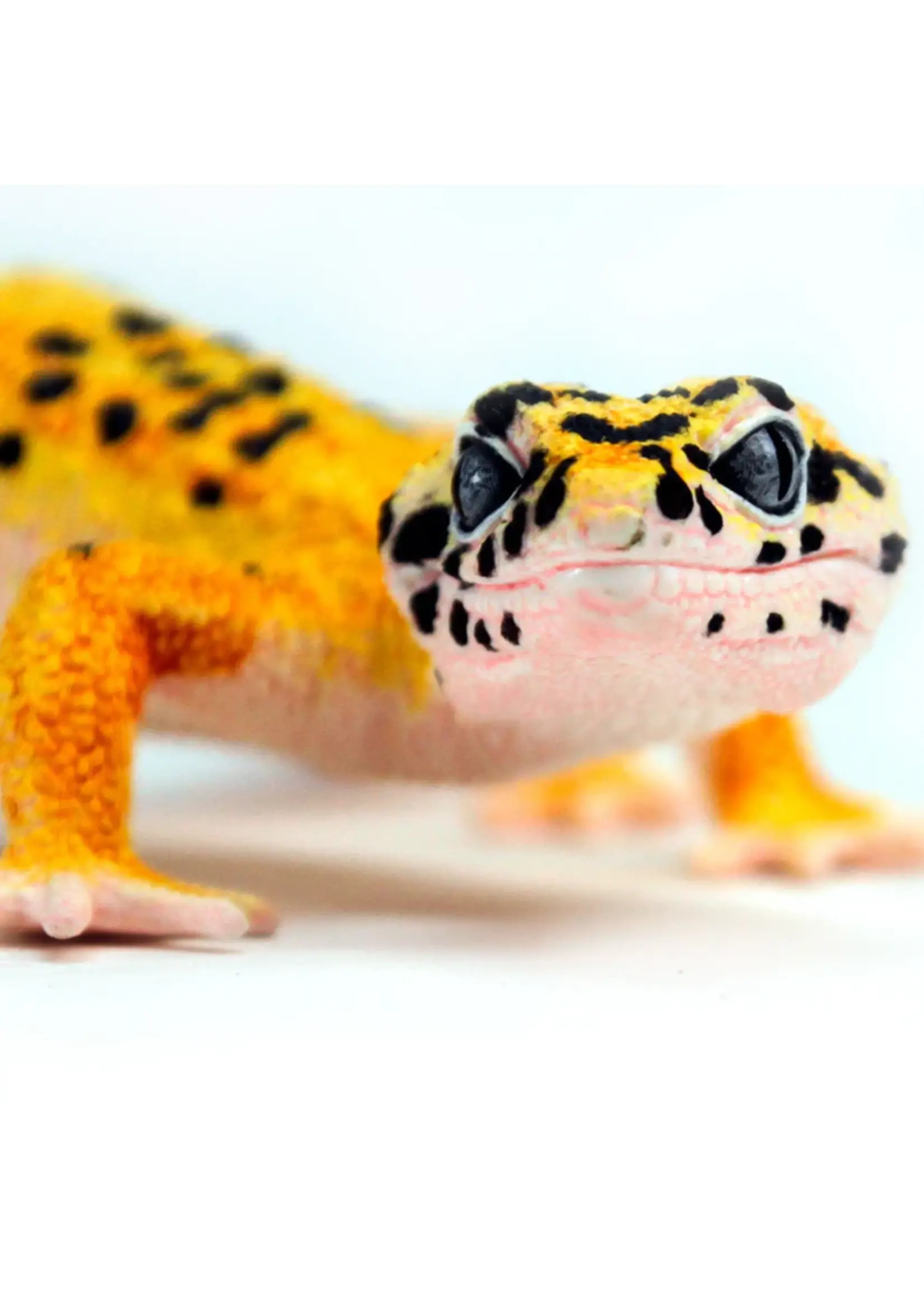 Safari Reptile Leopard Gecko Toy