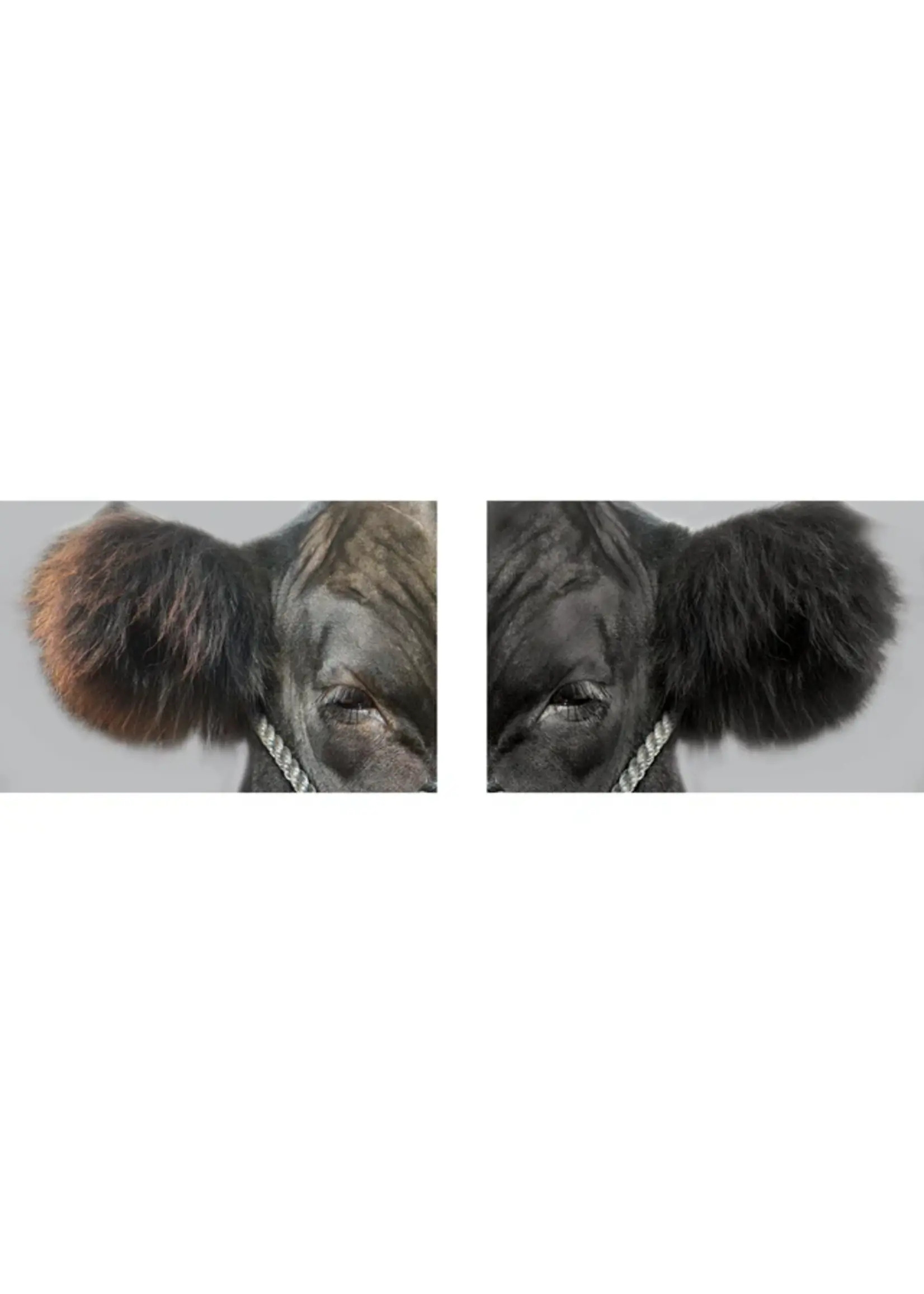 Weaver Livestock Weaver Livestock ProDye Livestock Hair Dye Black