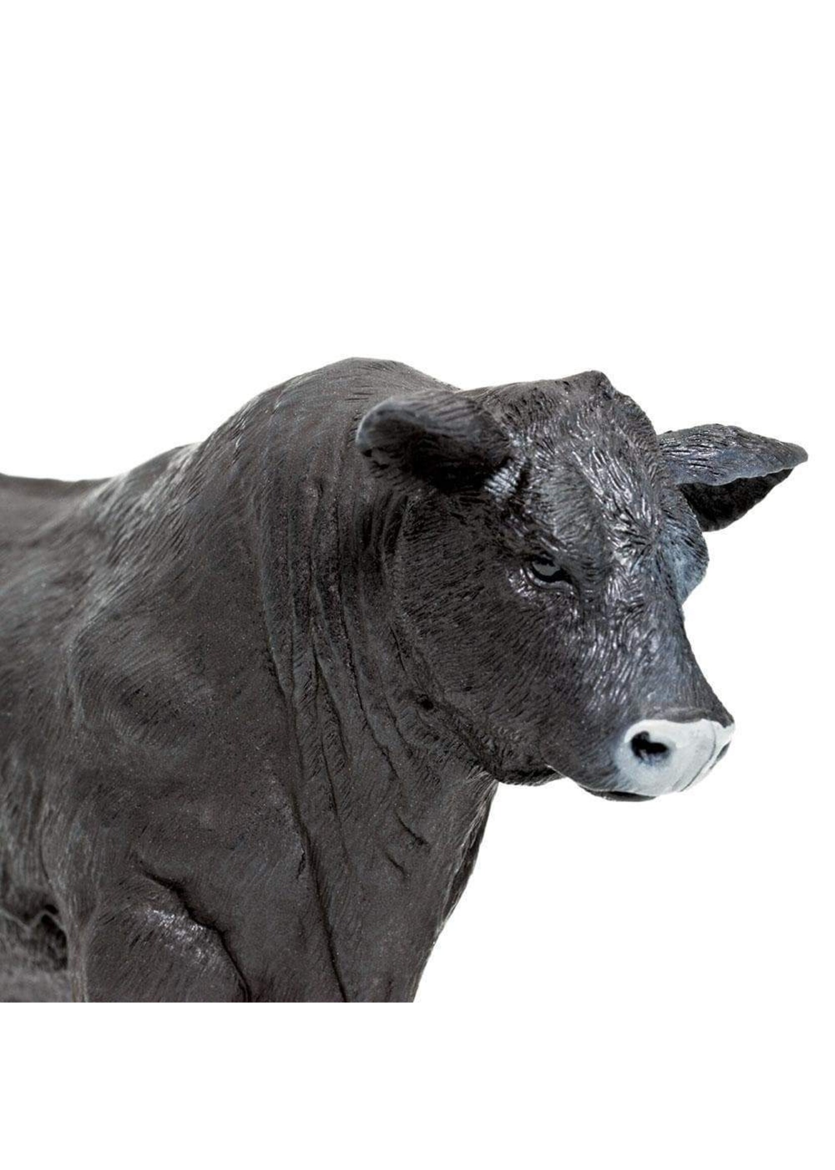 Safari Farm Angus Bull