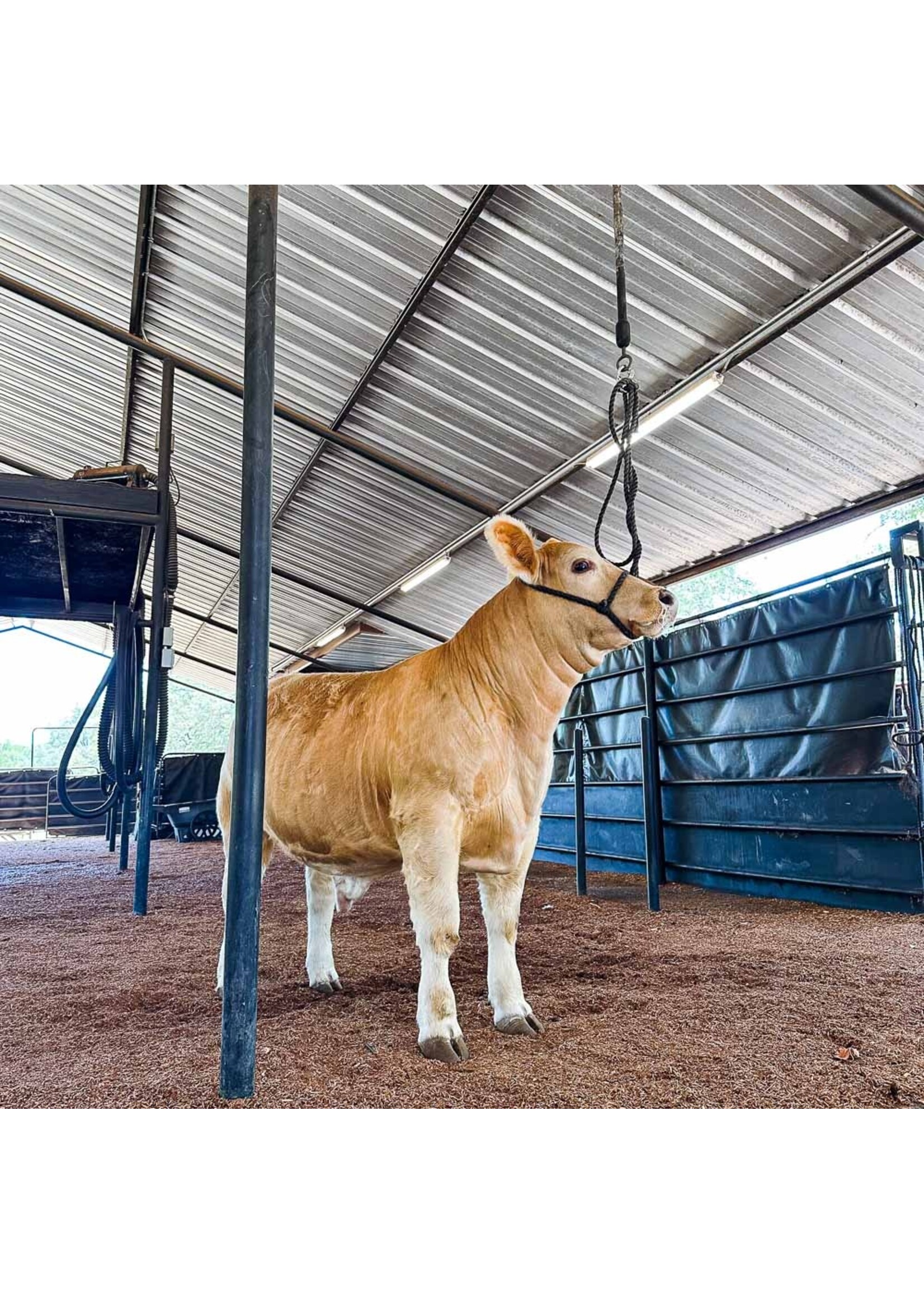 Stock Up Supply Stock Up Supply Big Bungee w/ Quick Release