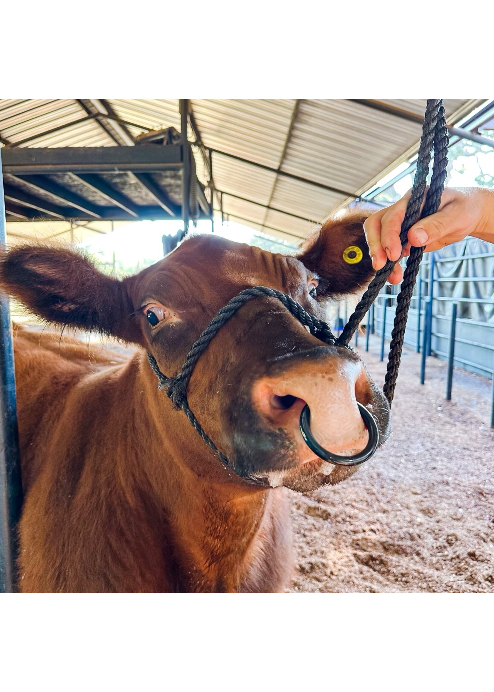 Stock Up Supply Stock Up Supply Black Nose Ring 2.5"