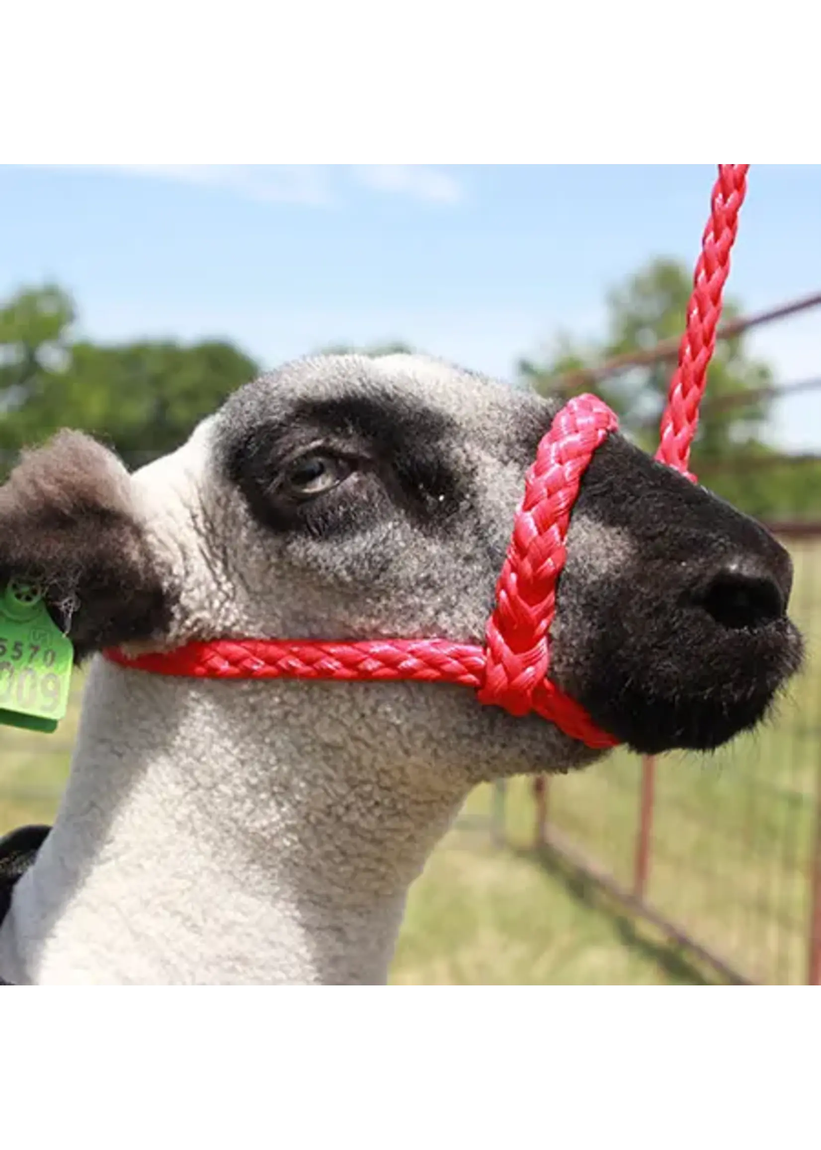 Sullivan Supply Sullivan Supply Soft Braid Sheep/Goat Halter