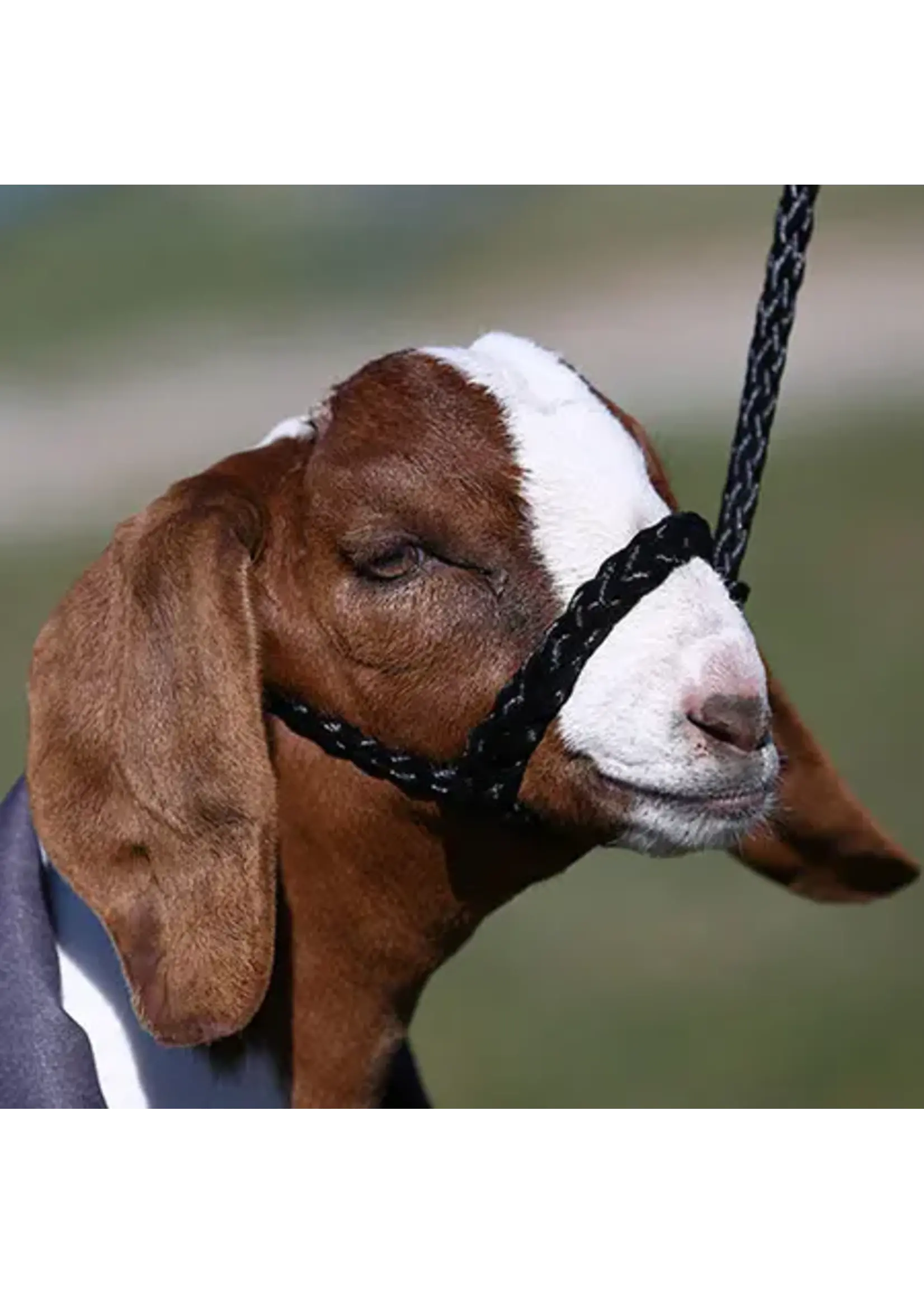 Sullivan Supply Sullivan Supply Soft Braid Sheep/Goat Halter
