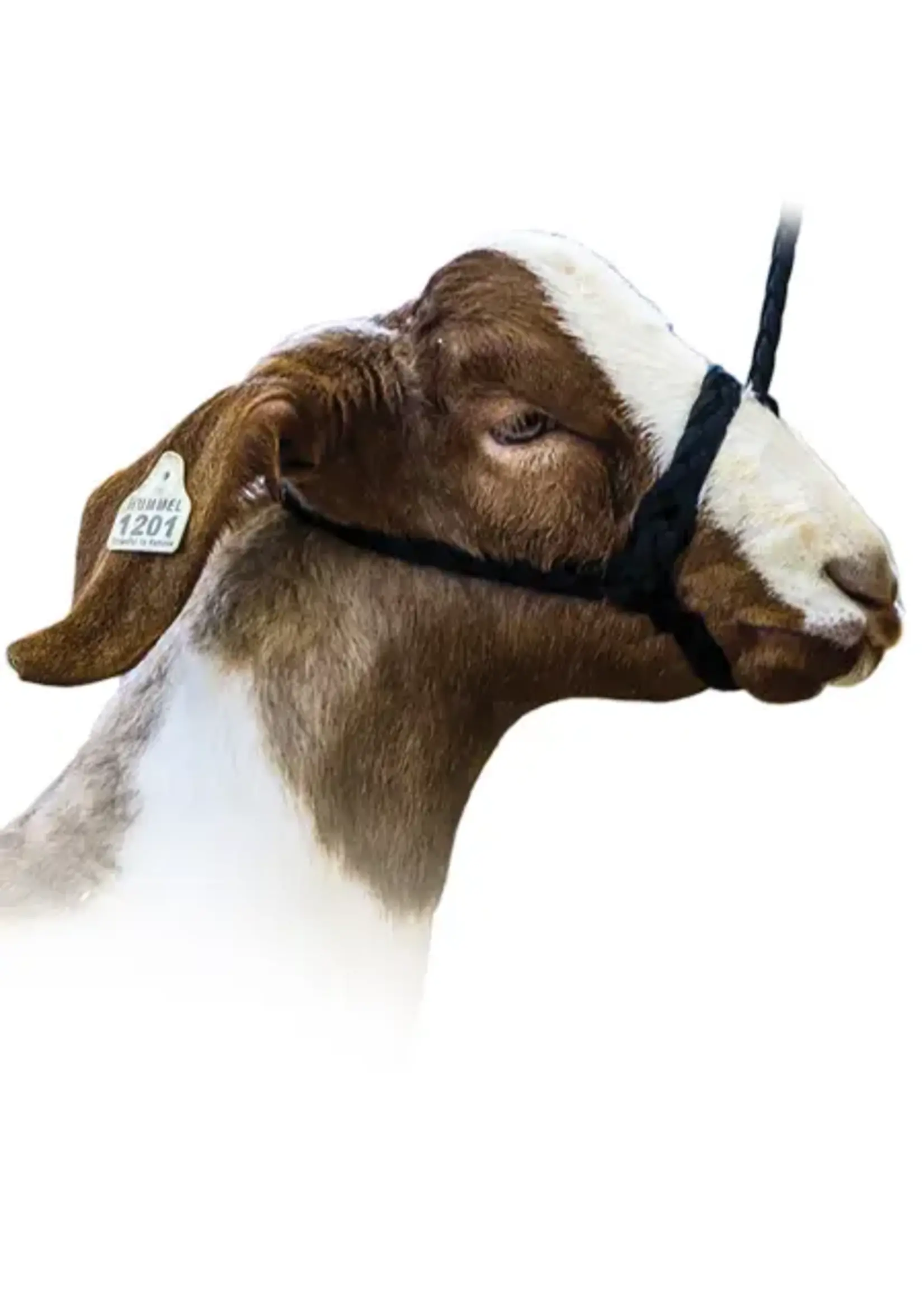 Sullivan Supply Sullivan Supply Hummel Flat Soft Braid Halter