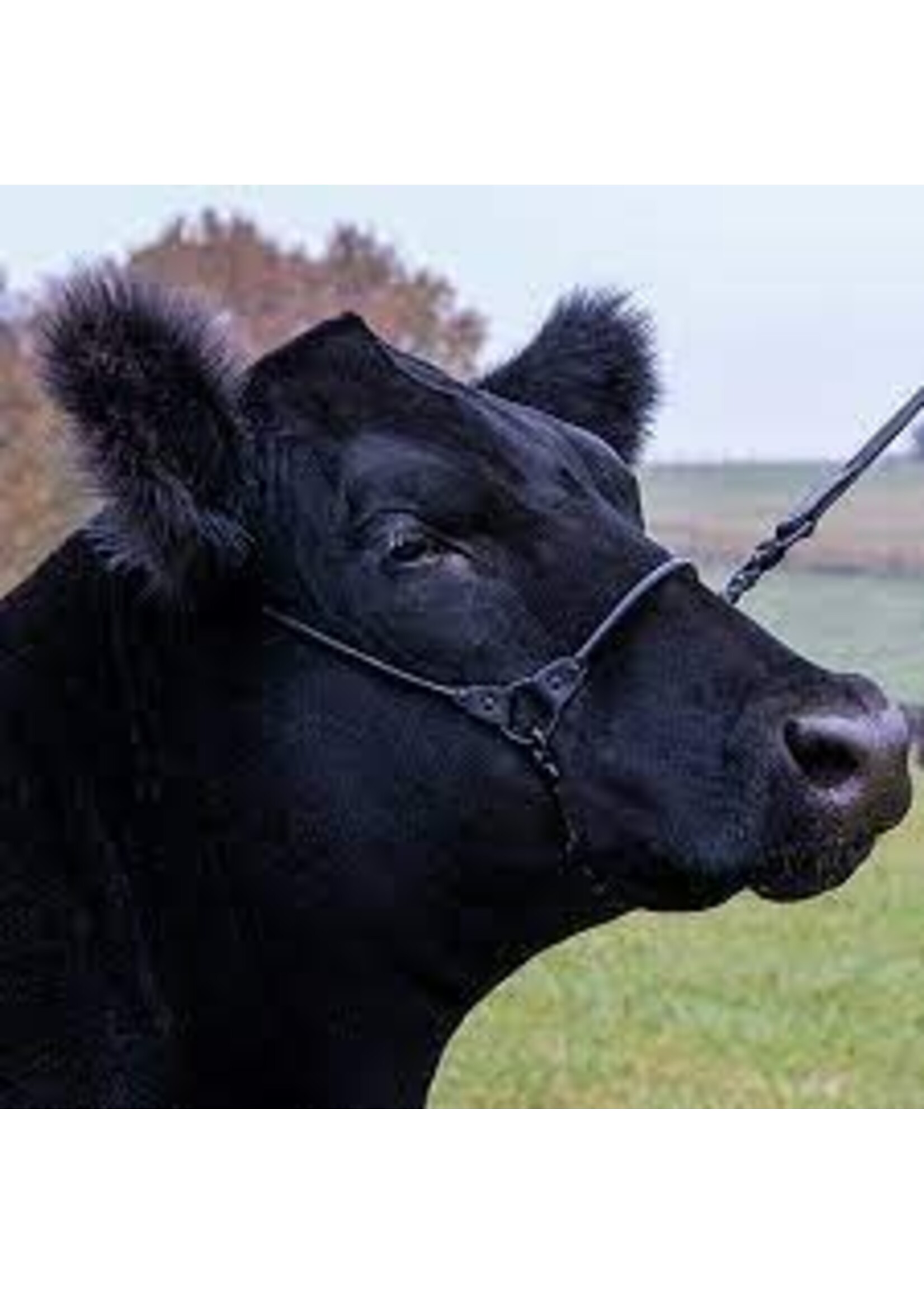 Sullivan Supply Sullivans Incognito Show Halter