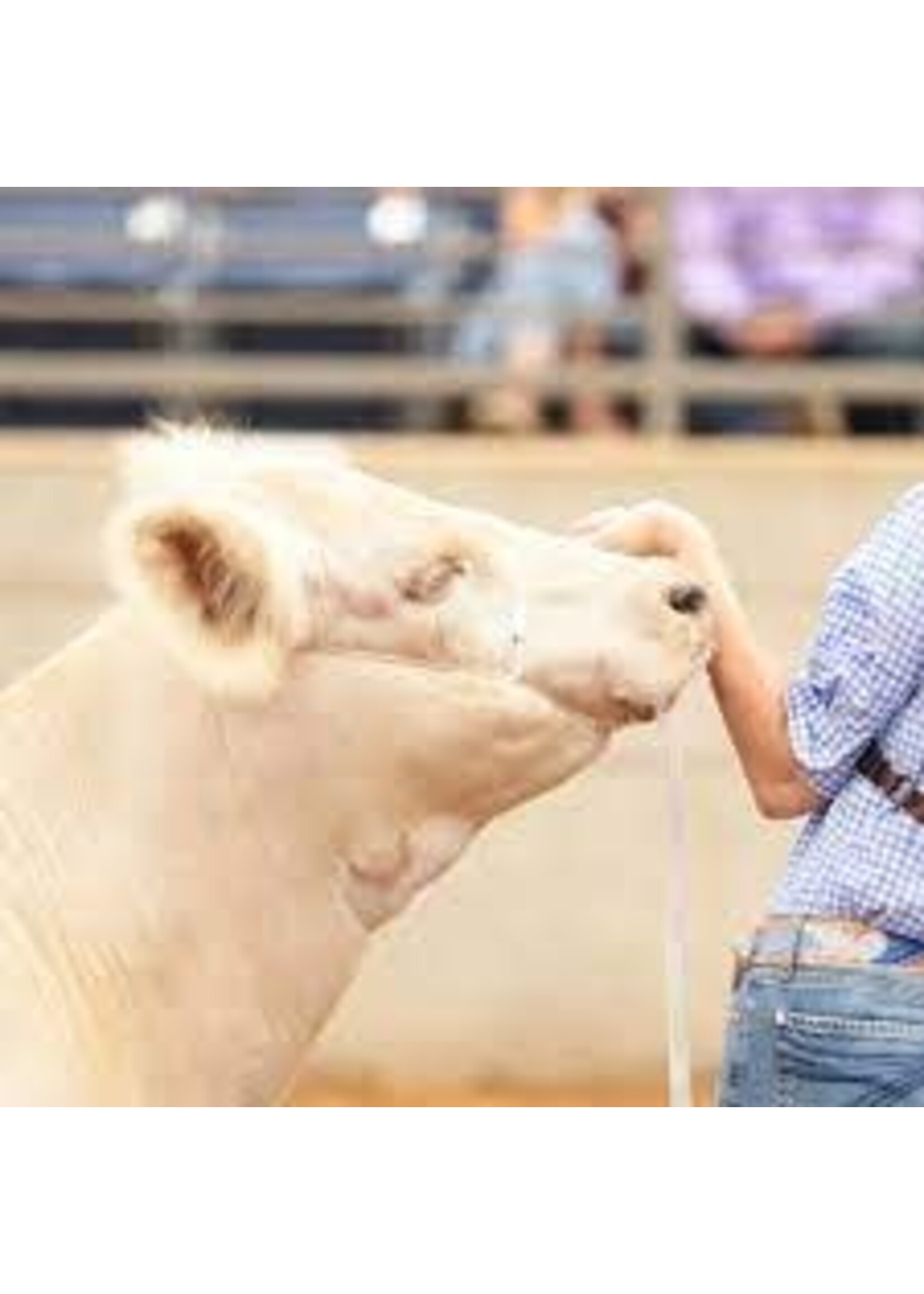 Sullivan Supply Sullivan Supply 2.0 Phantom Cattle Cable Halter w/Ghost Grip