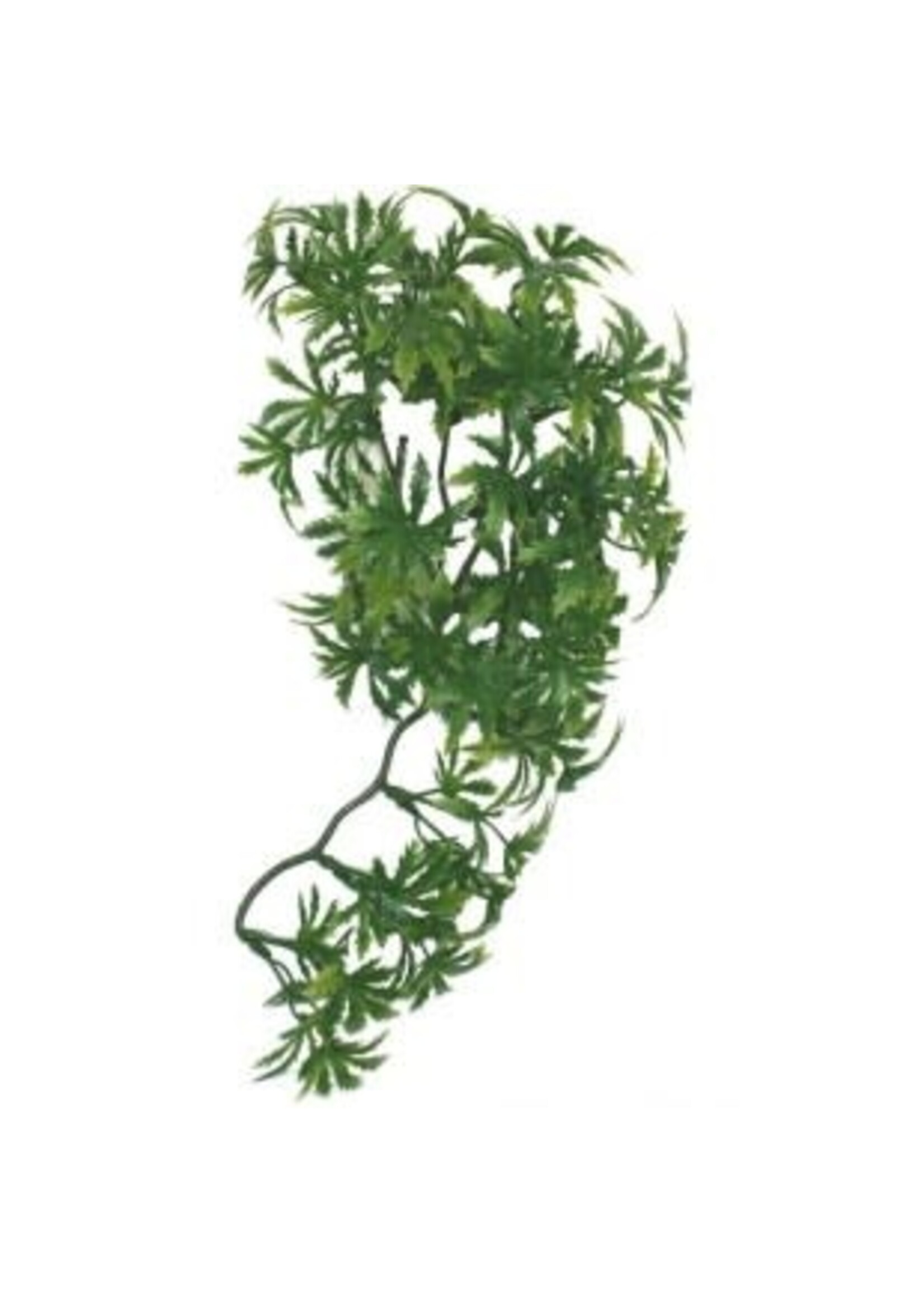 Komodo Komodo Papaya Leaf Vine