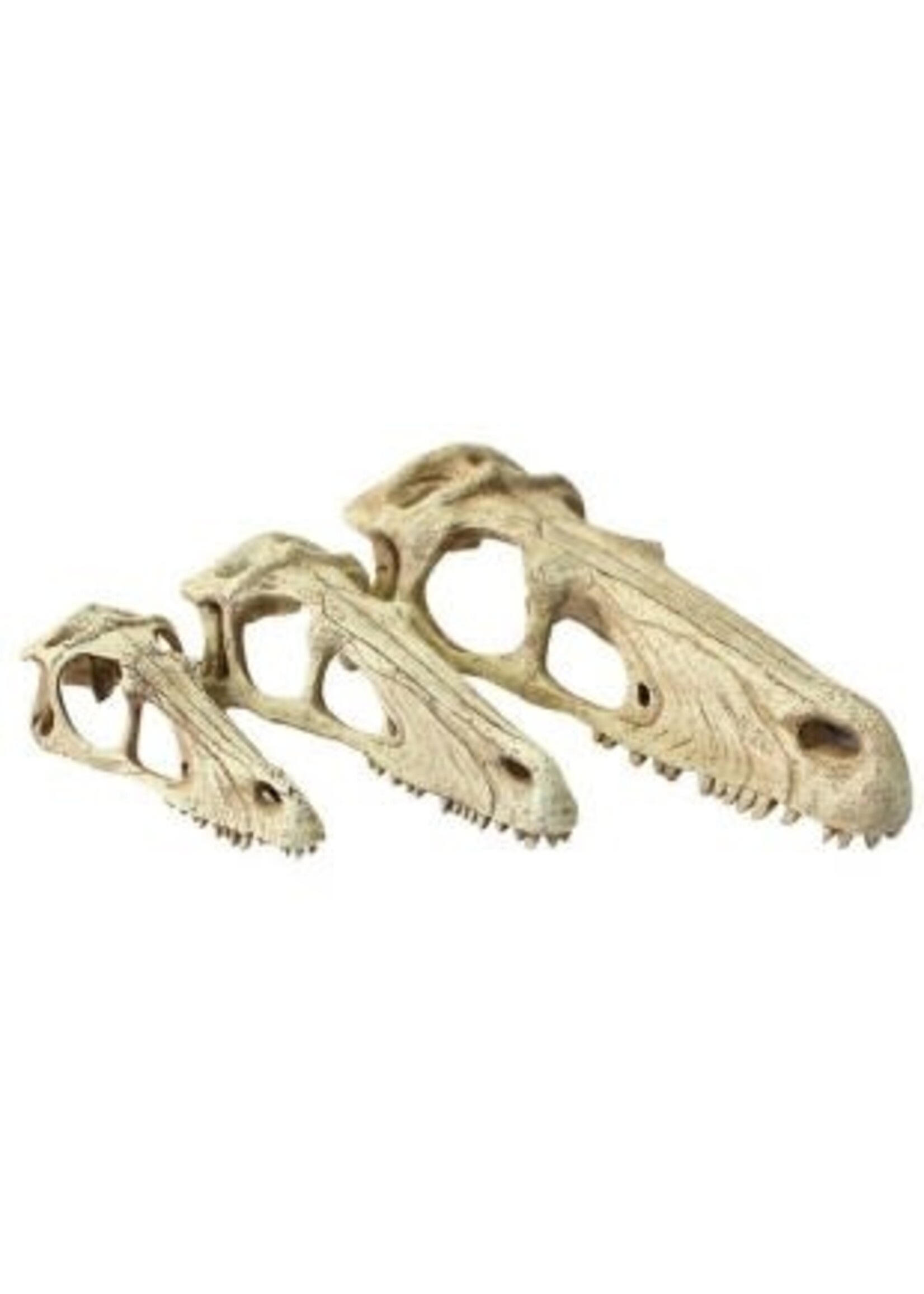 Komodo Komodo Raptor Skull