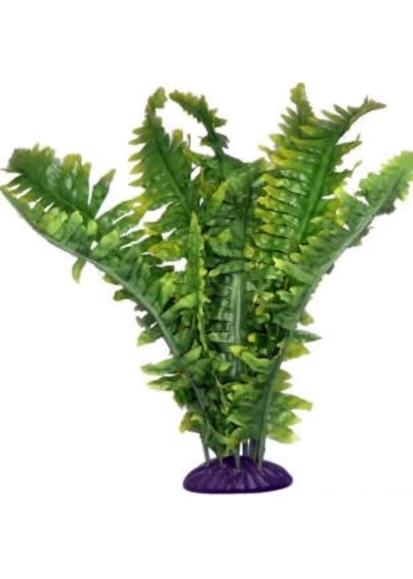 Komodo Komodo Boston Fern