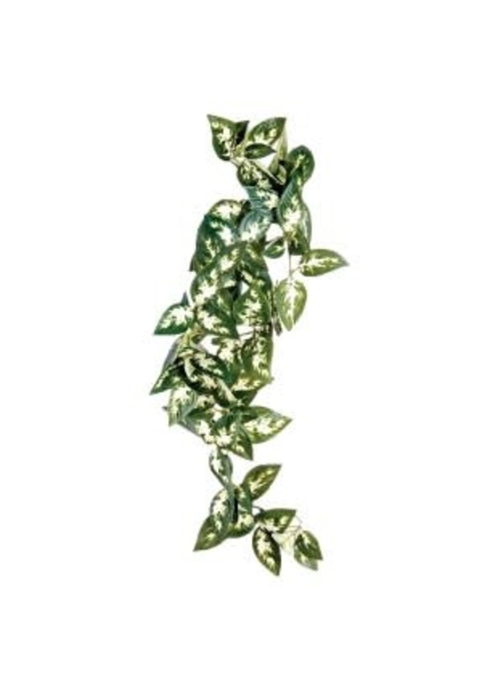 Komodo Komodo Borneo Hanging Vine