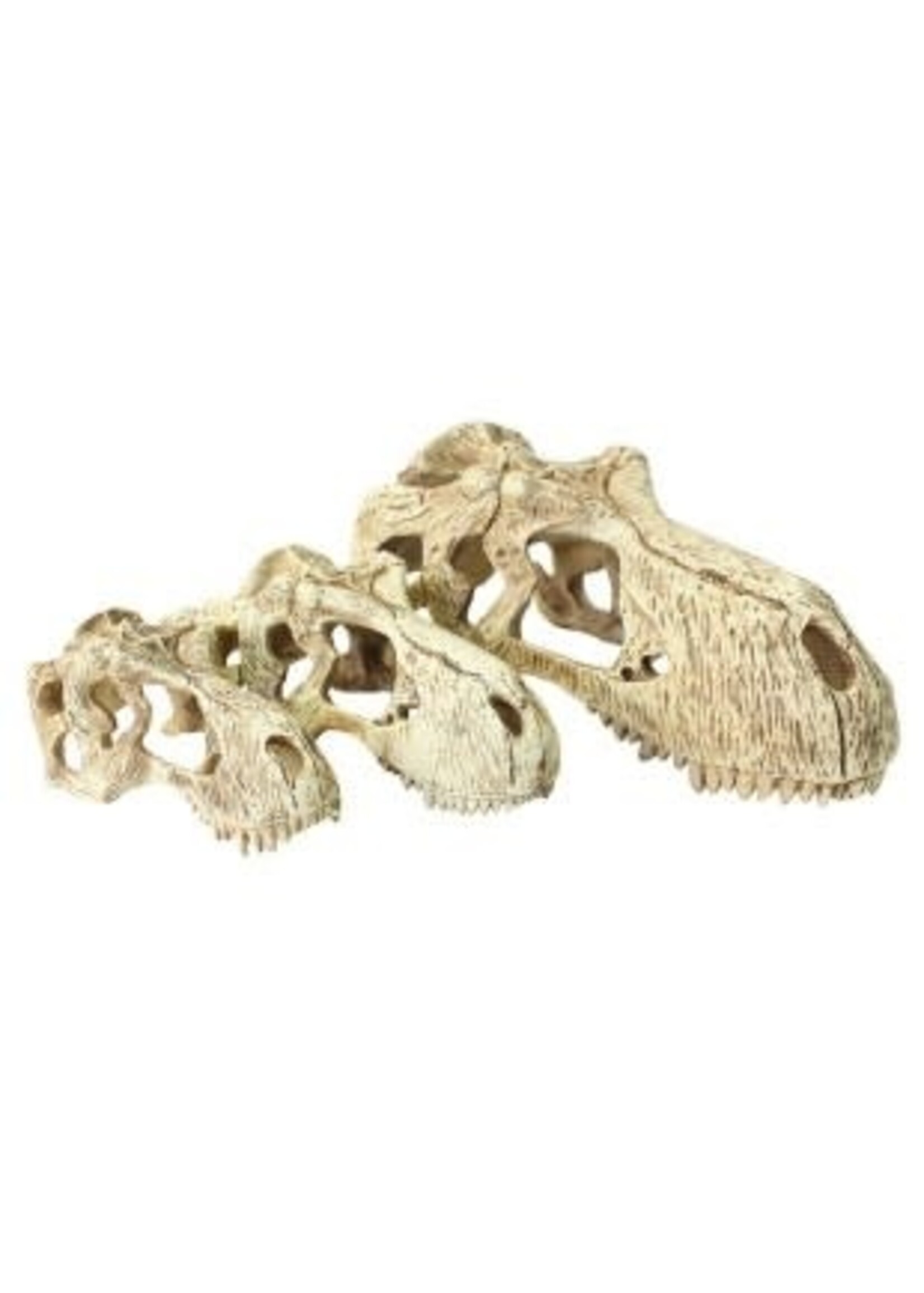 Komodo Komodo T-Rex Skull