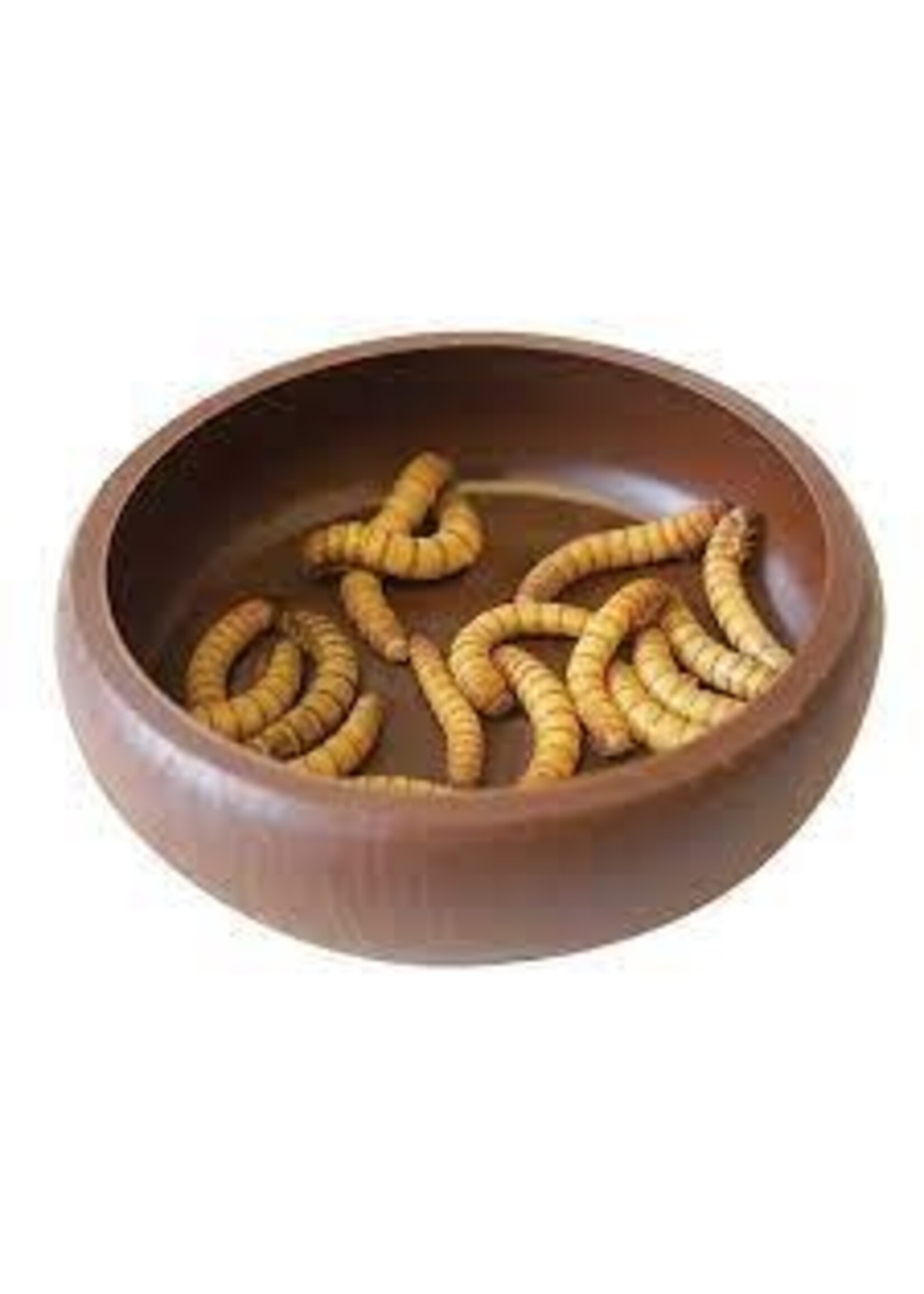 Komodo Komodo Mealworm Dish 8 x 8 x 2cm