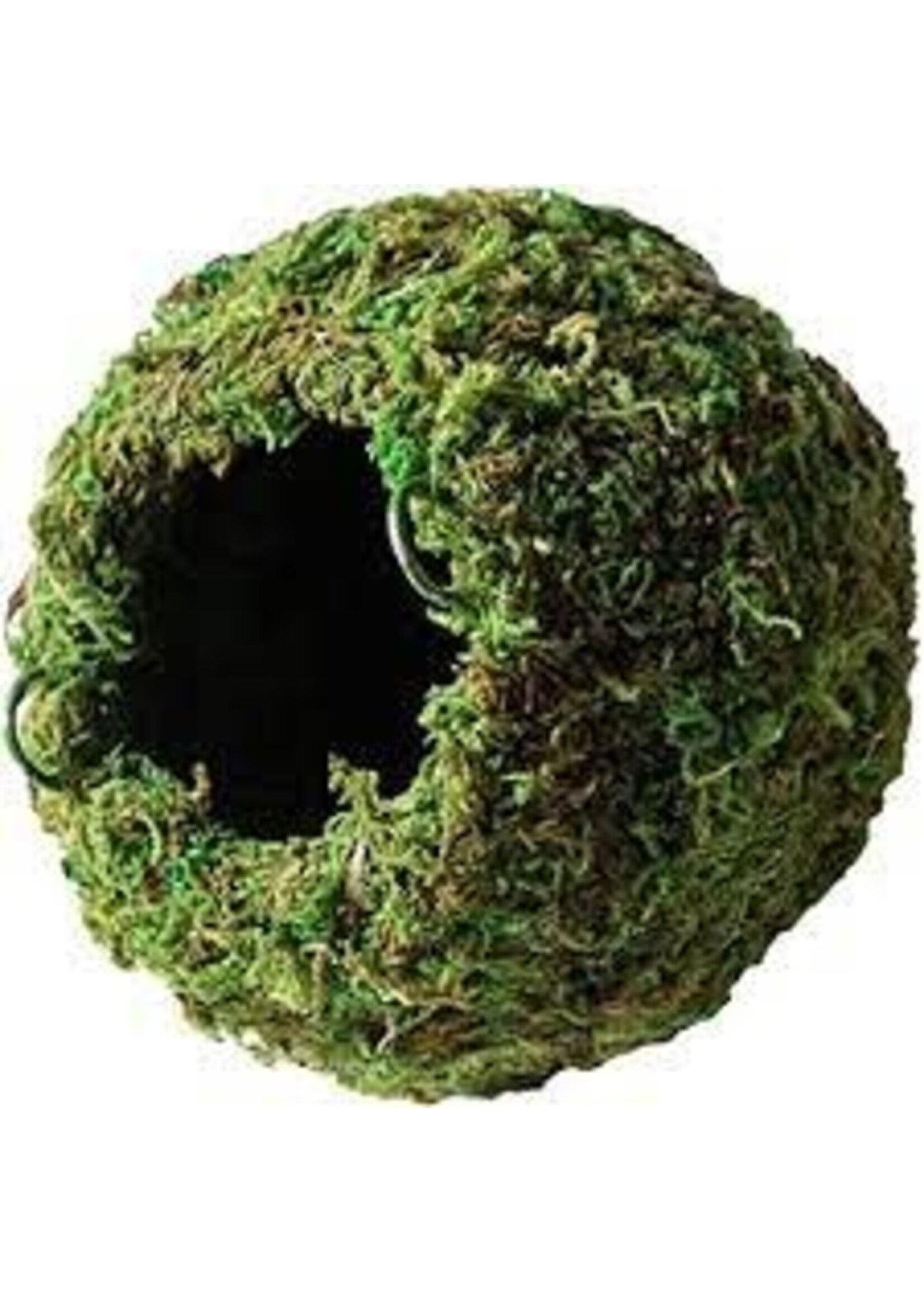 Galapagos Galapagos Mossy Caves Green