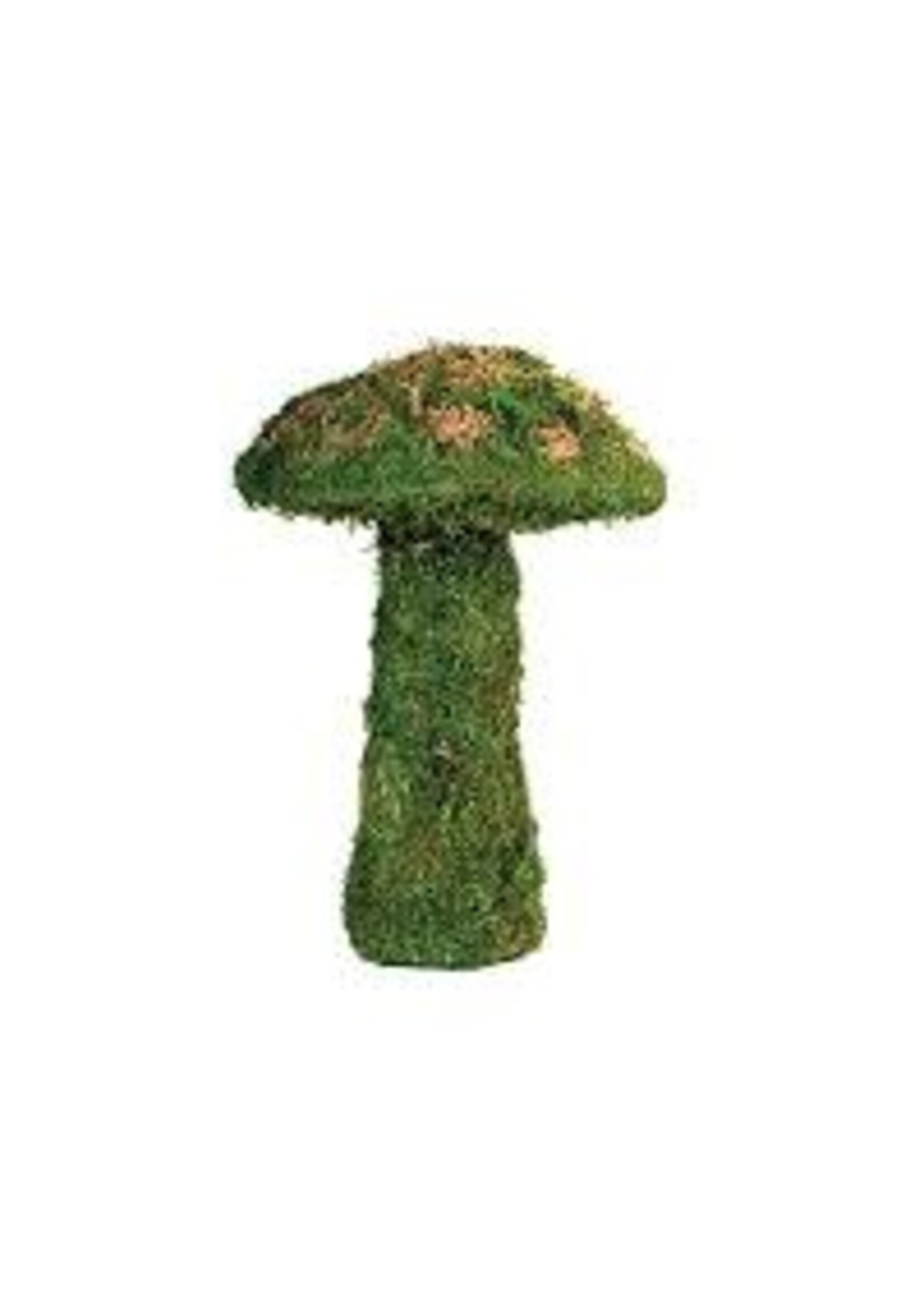 Galapagos Galapagos Moss Mushroom