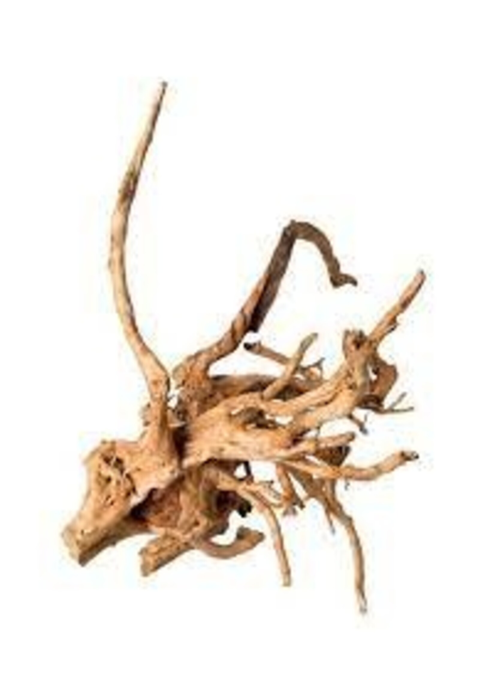 Galapagos Galapagos Spider Wood 12-24in