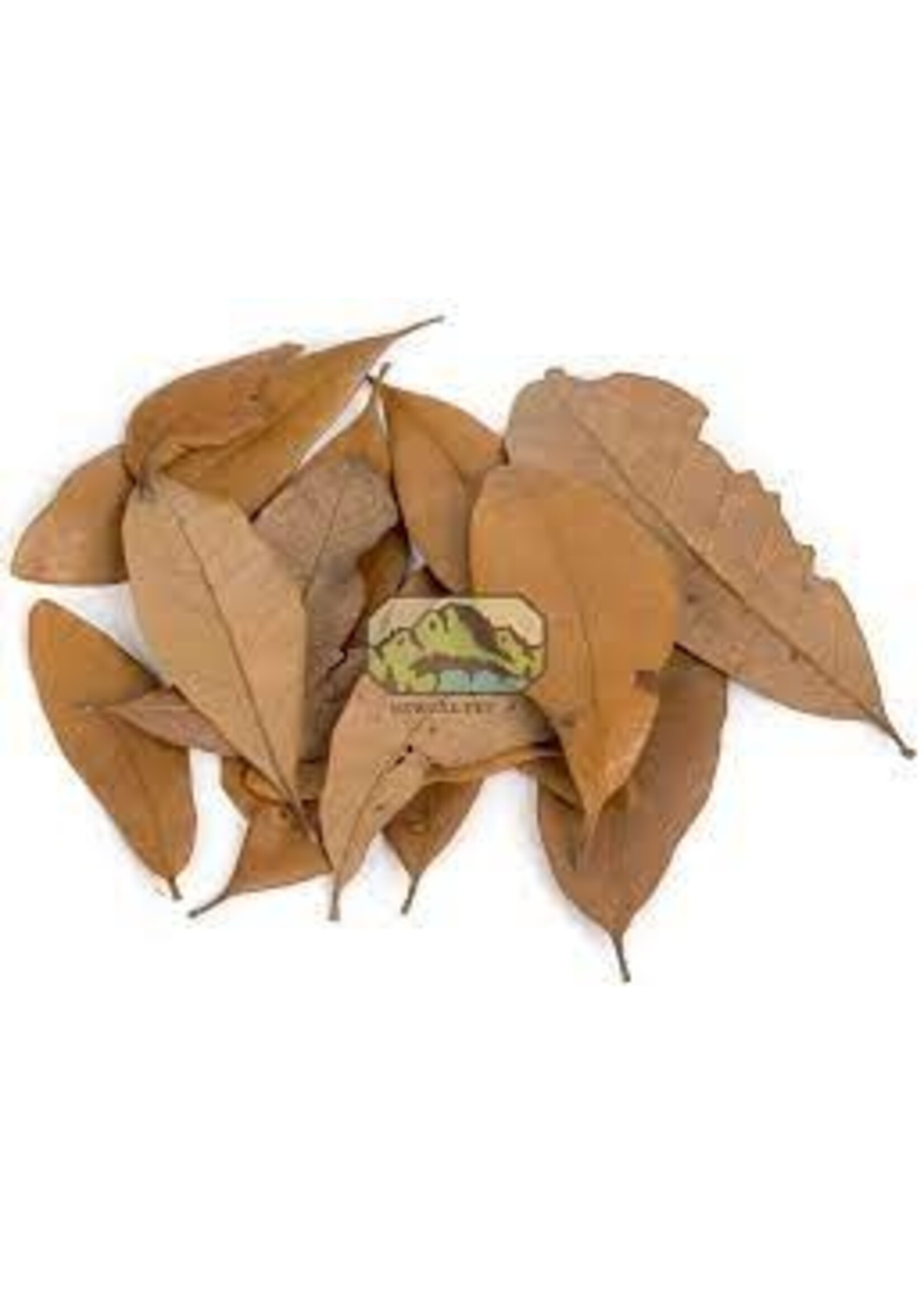 NewCal NewCal Live Oak Leaves Dried