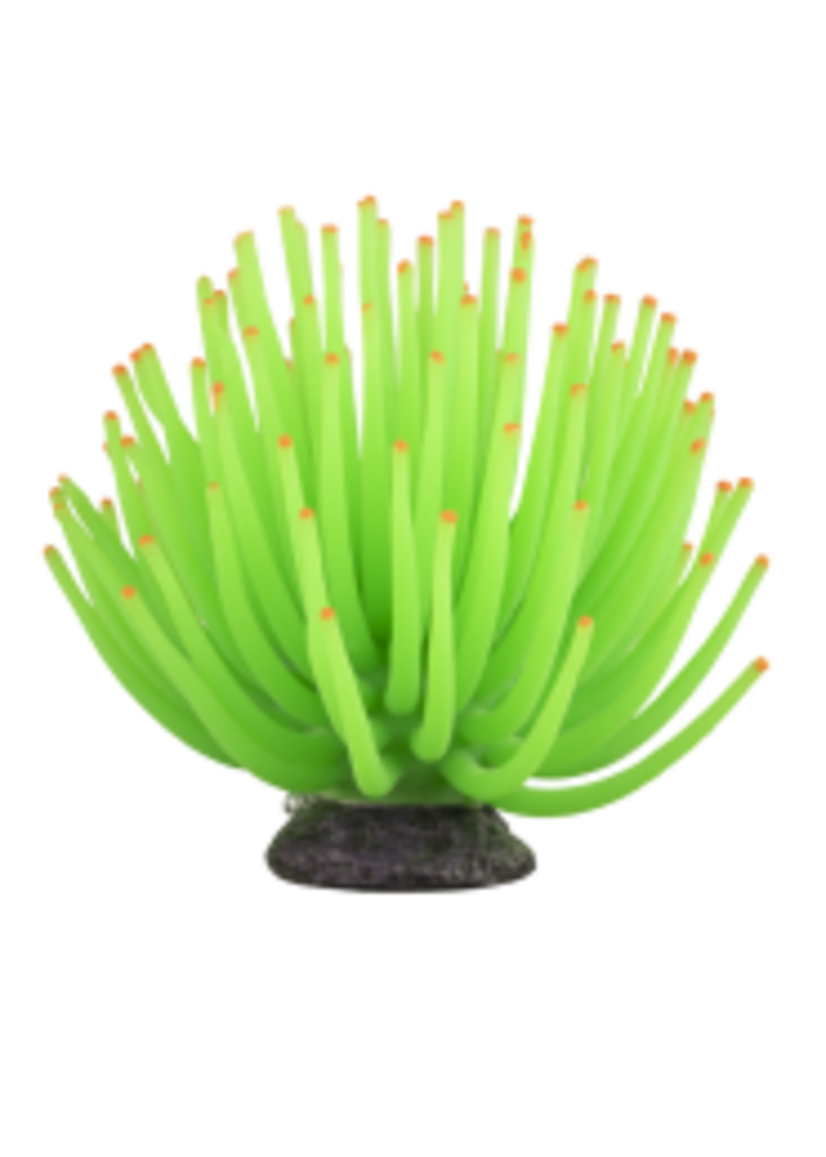 Tetra Tetra GloFish Anemone Large