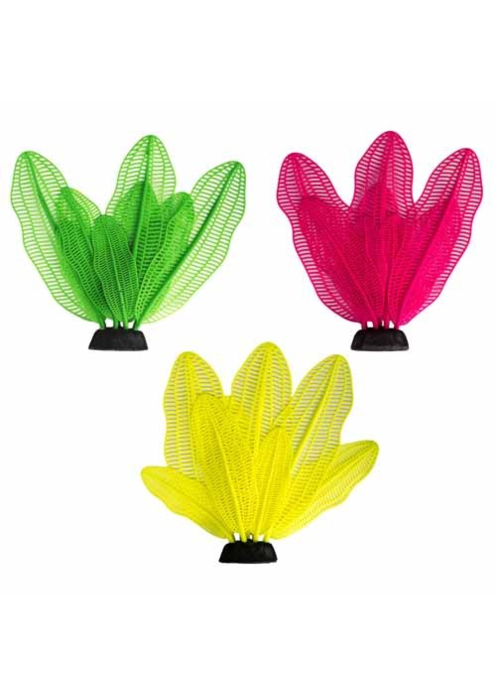 Aquatop Aquatop Madagascar Lace Plant 3pack