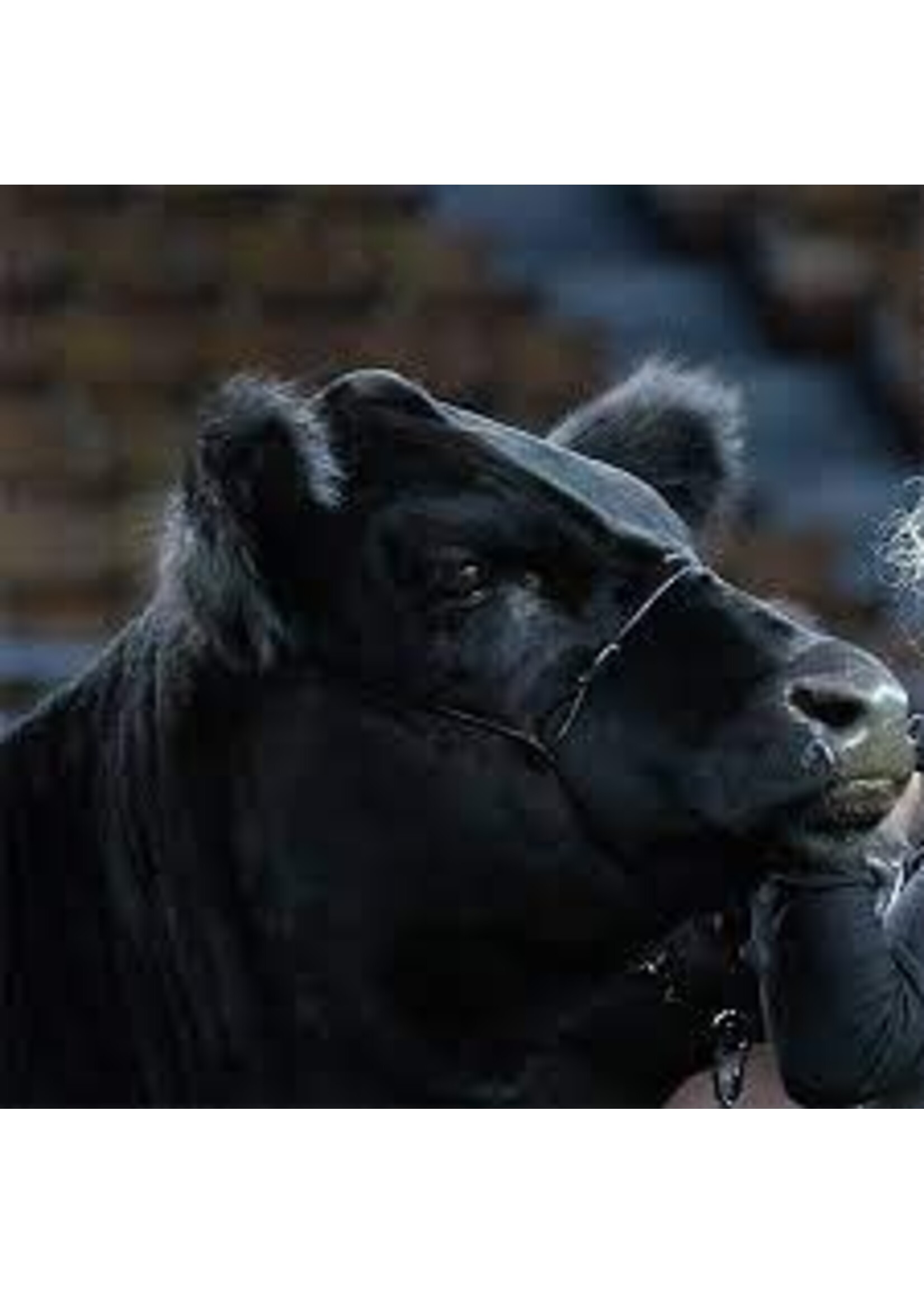 Sullivan Supply Sullivan Supply Strong Hold Cable Halter