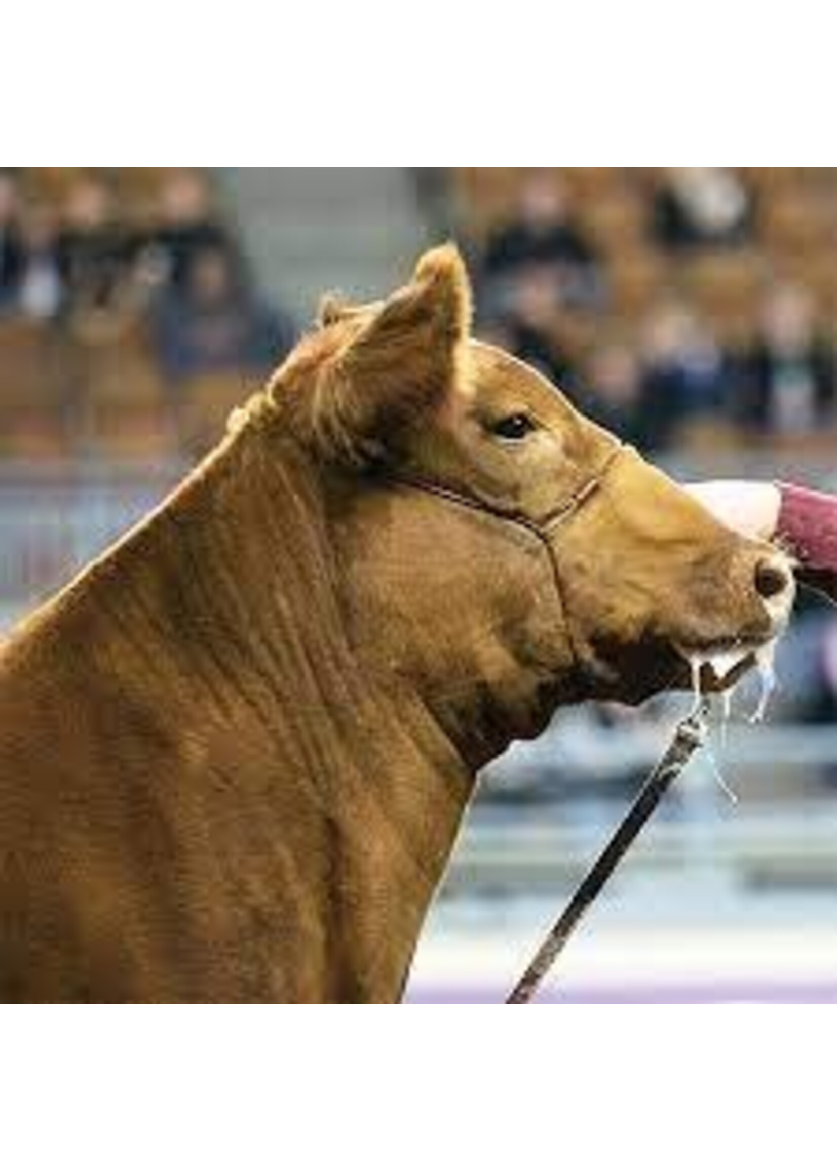 Sullivan Supply Sullivan Supply Strong Hold Cable Halter