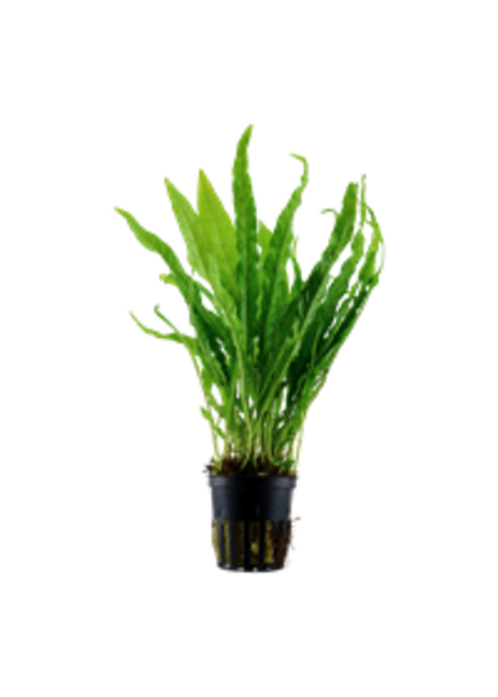 Tropica Tropica Microsorum pteropus