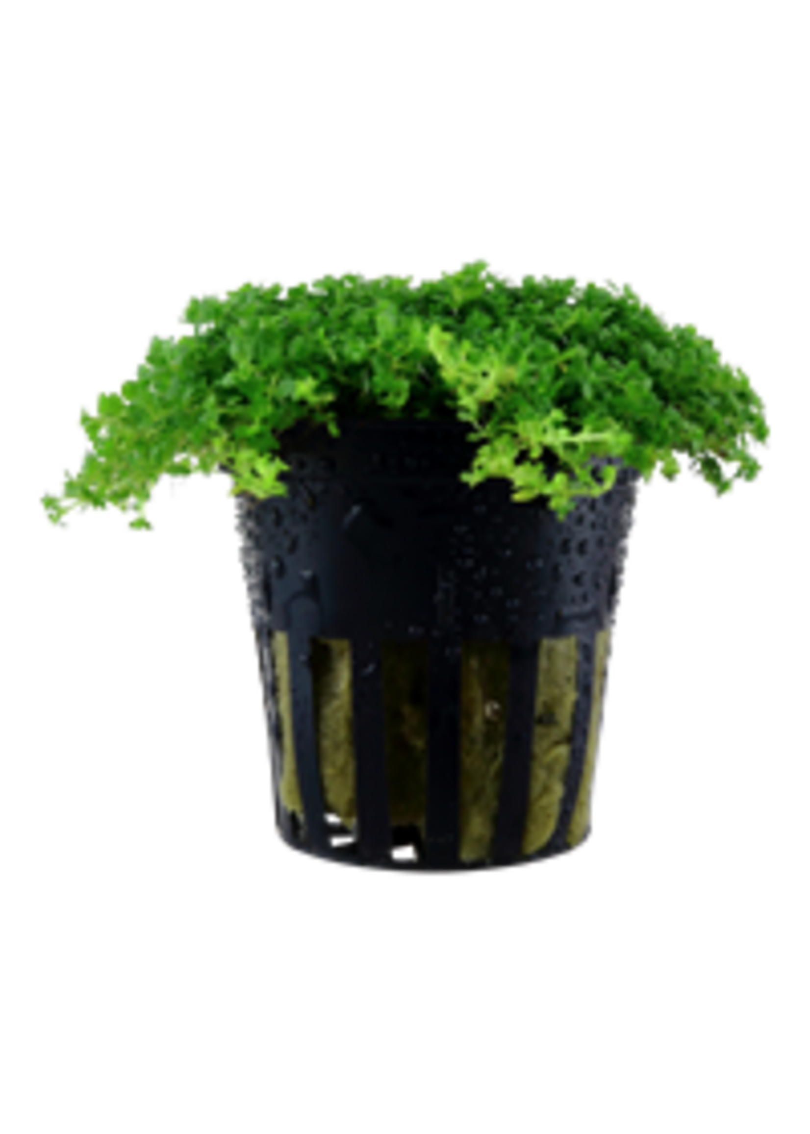 Tropica Tropica Hemianthus callitrichoides 'Cuba'