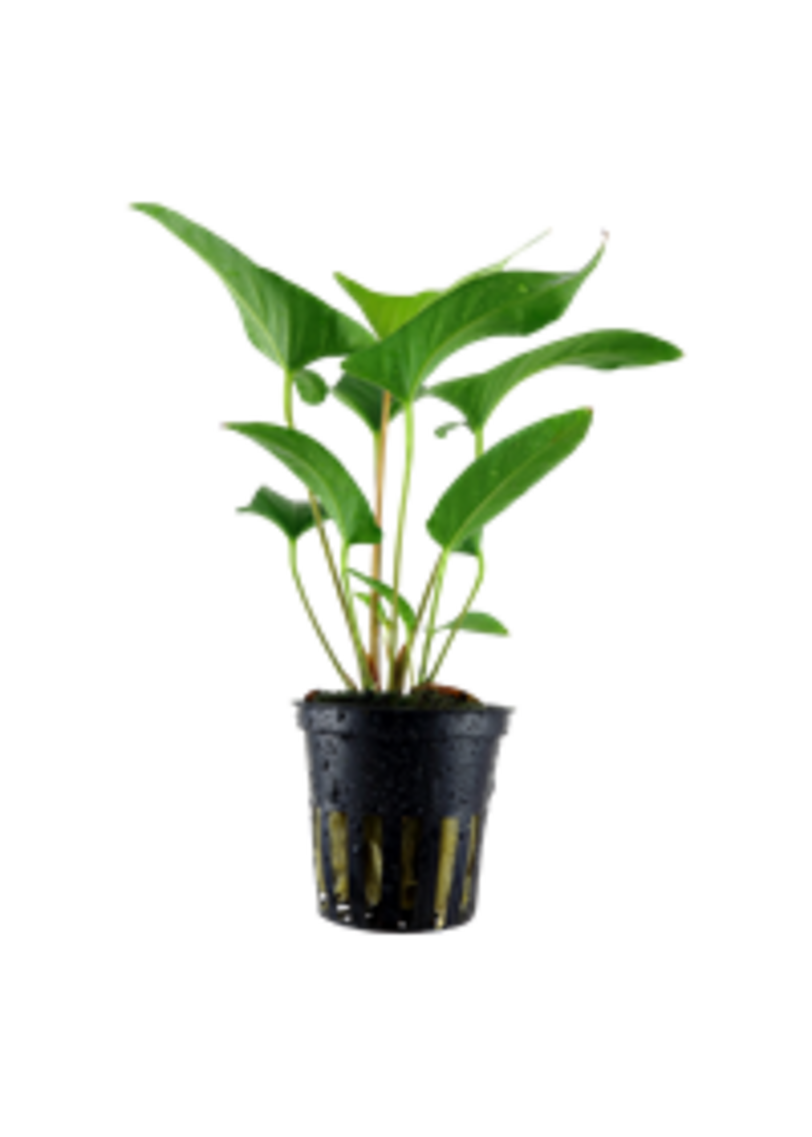 Tropica Tropica Anubias gracilis