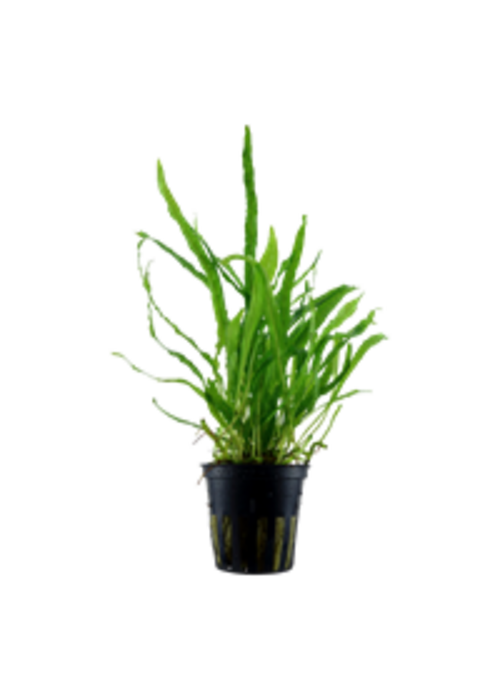 Tropica Tropica Microsorum pteropus 'Narrow'