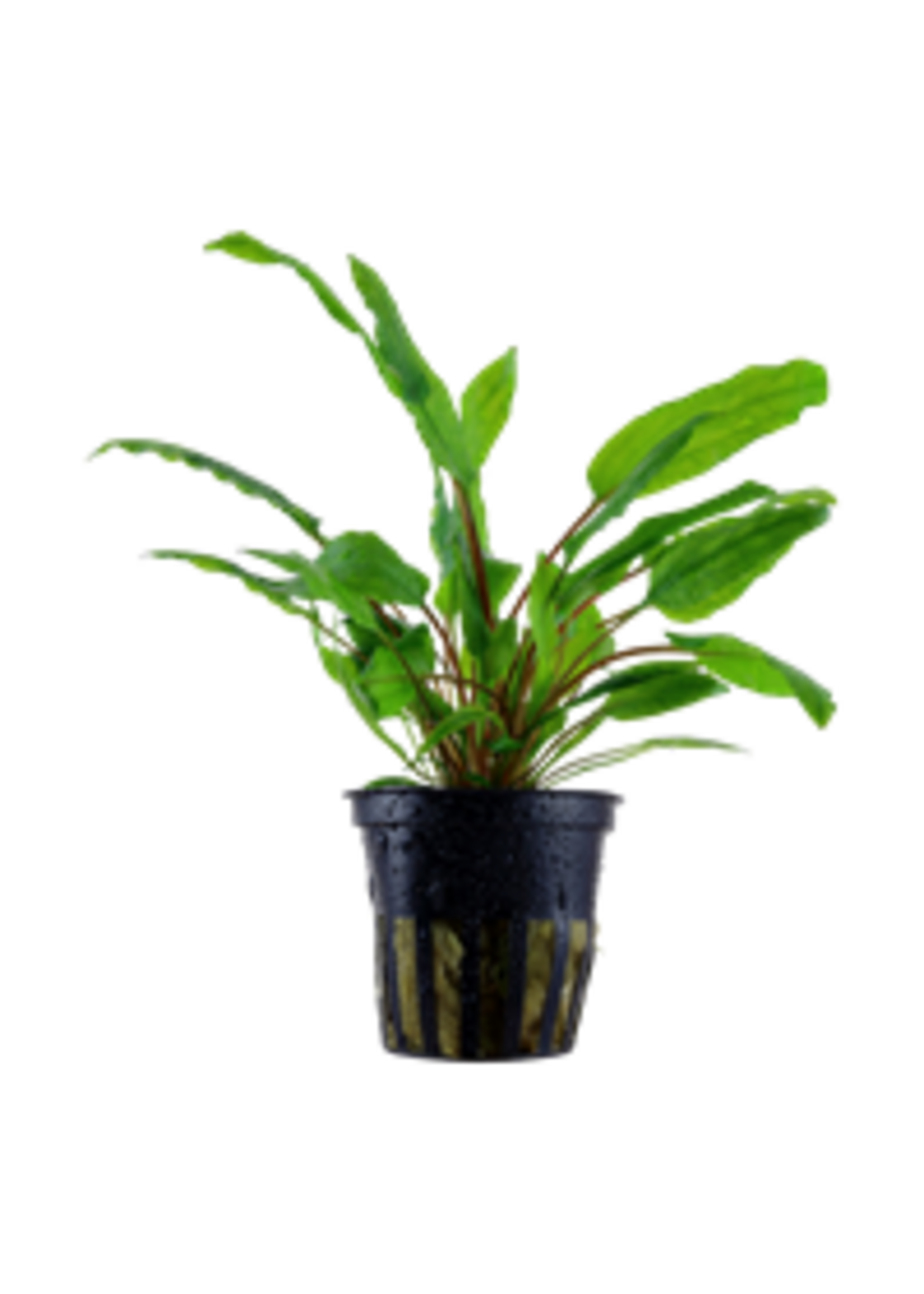Tropica Tropica Cryptocoryne wendtii ' Green '