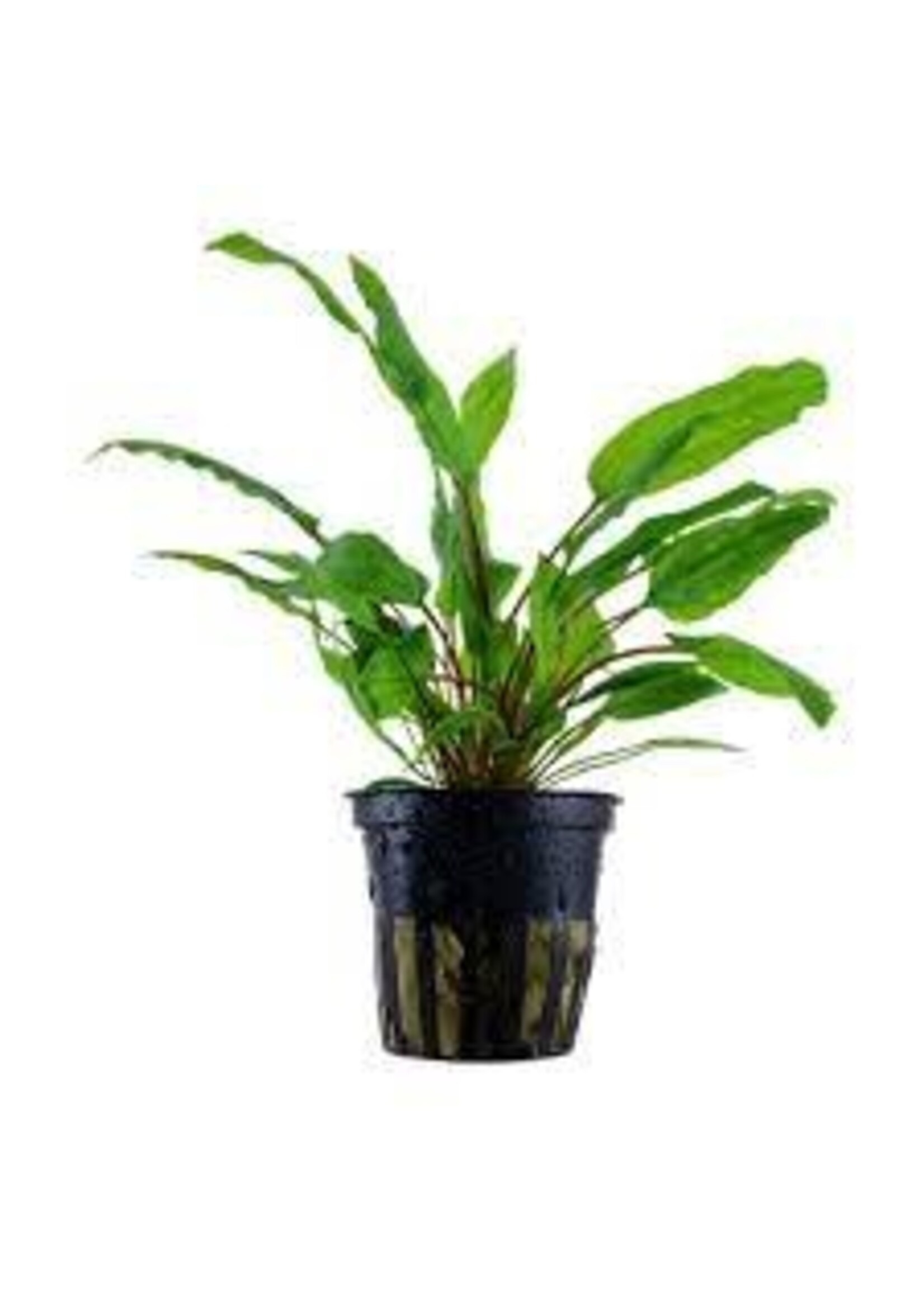 Tropica Tropica Cryptocoryne wendtii ' Green '