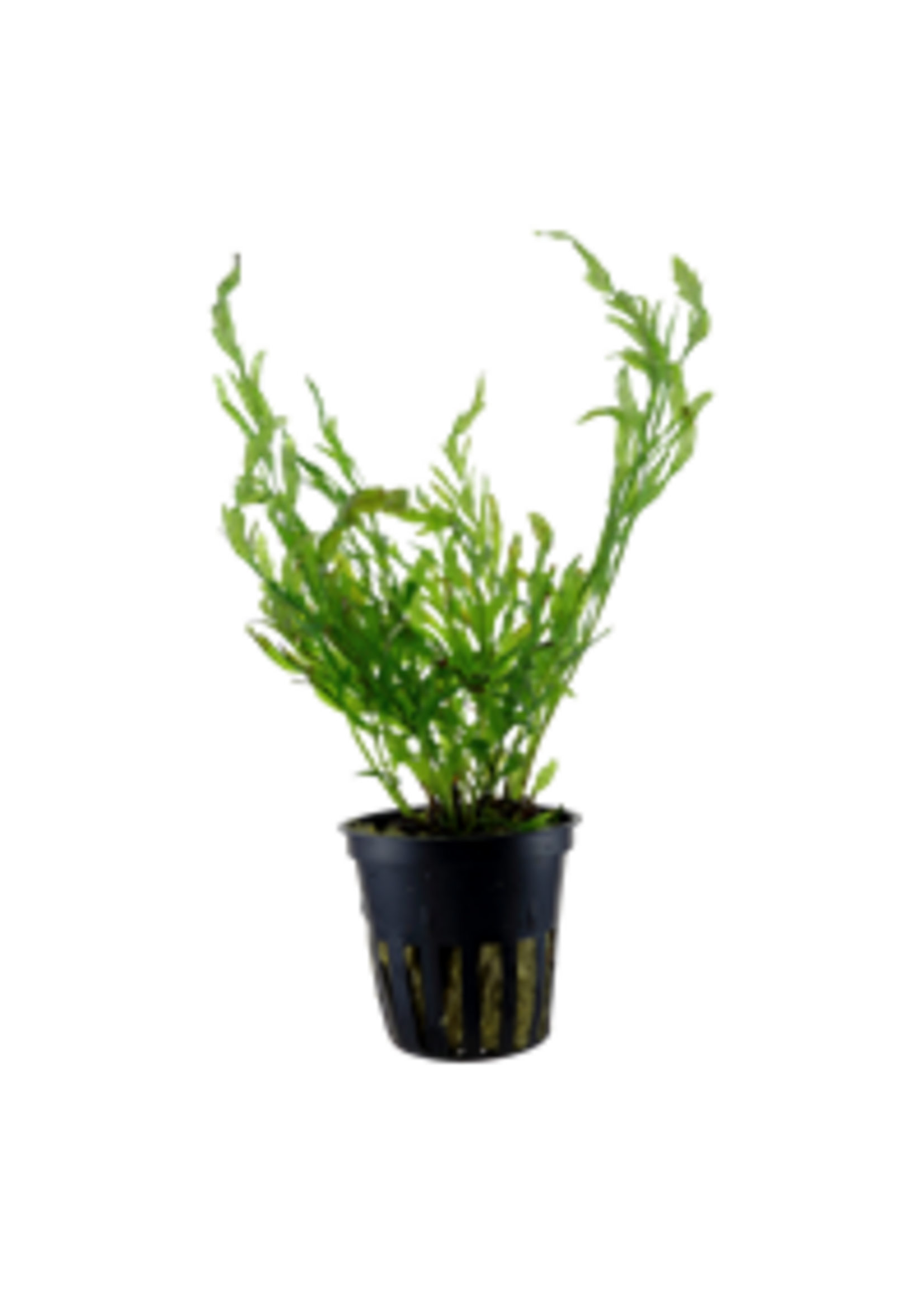 Tropica Tropica Bolbitis heudelotii