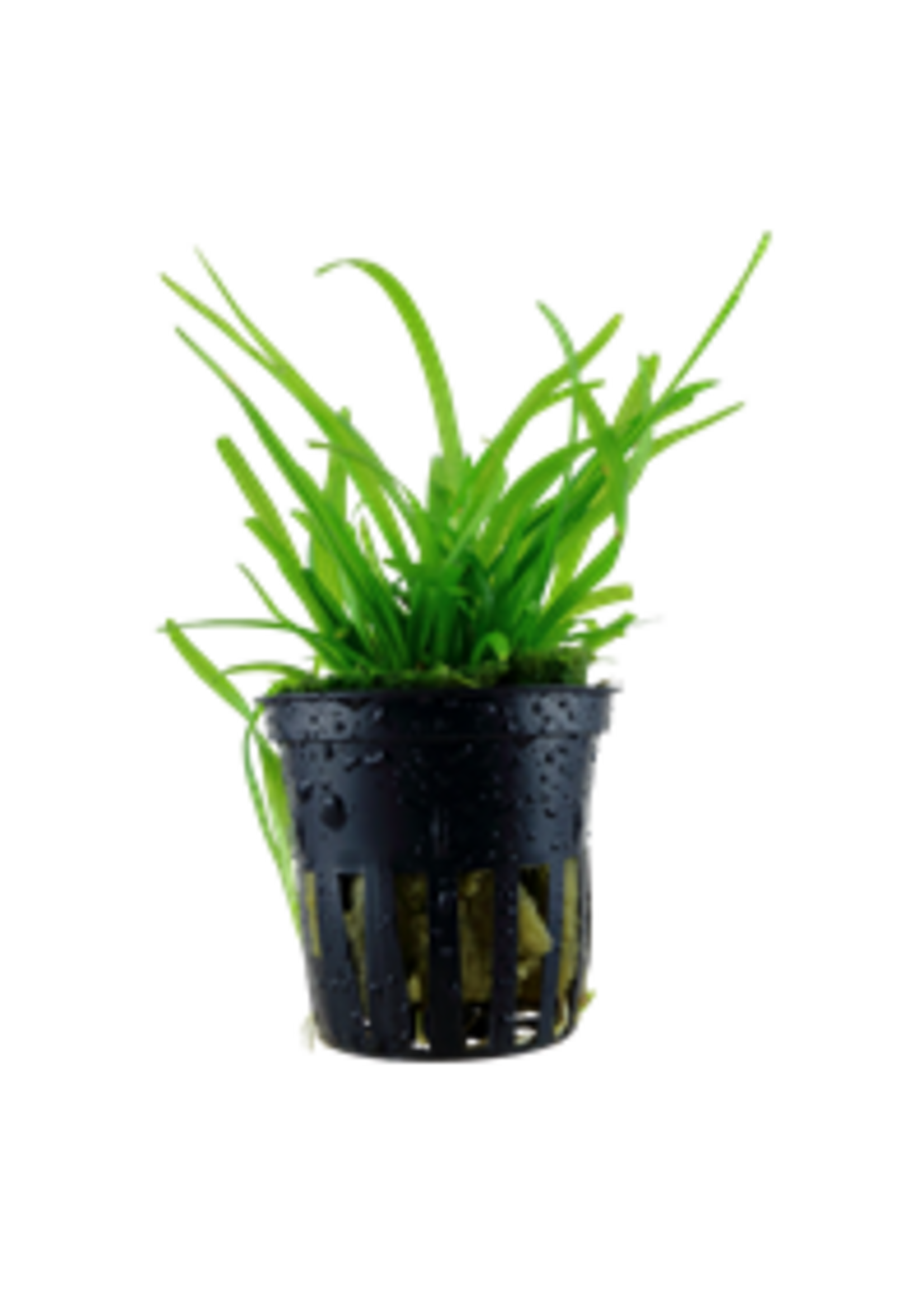 Tropica Tropica Sagittaria subulata