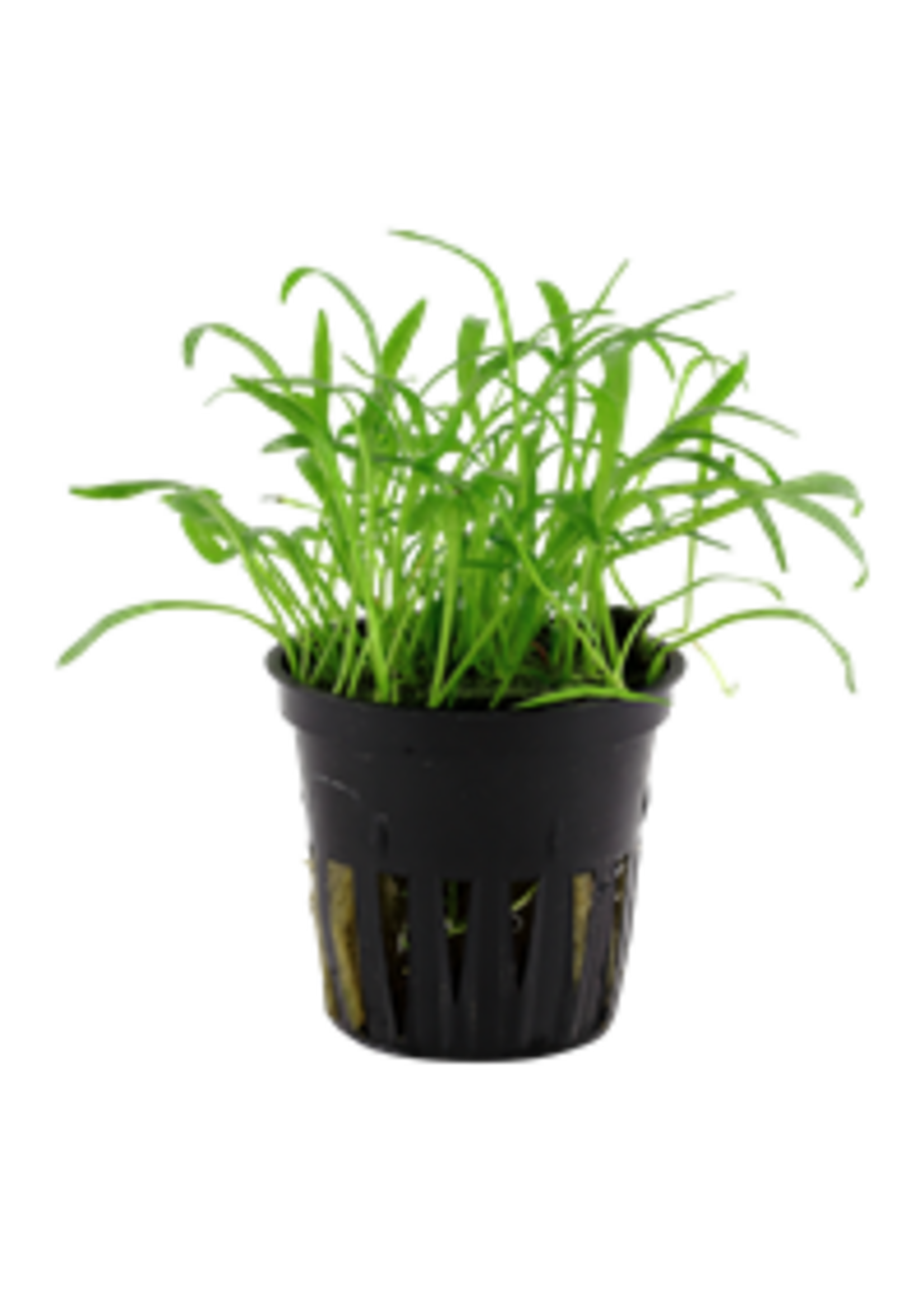 Tropica Tropica Lilaeopsis brasiliensis