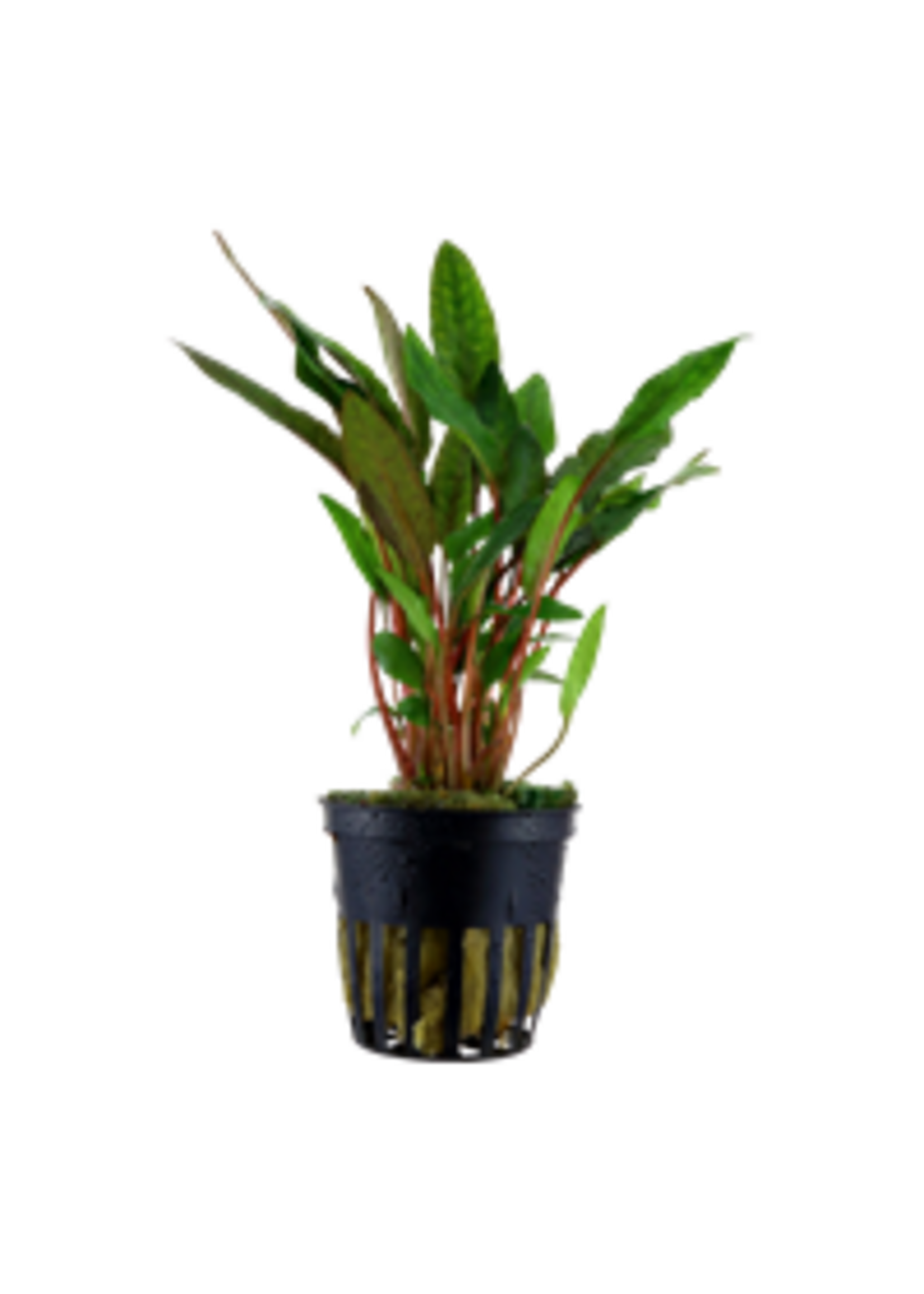 Tropica Tropica Cryptocoryne beckettii 'Petchii'