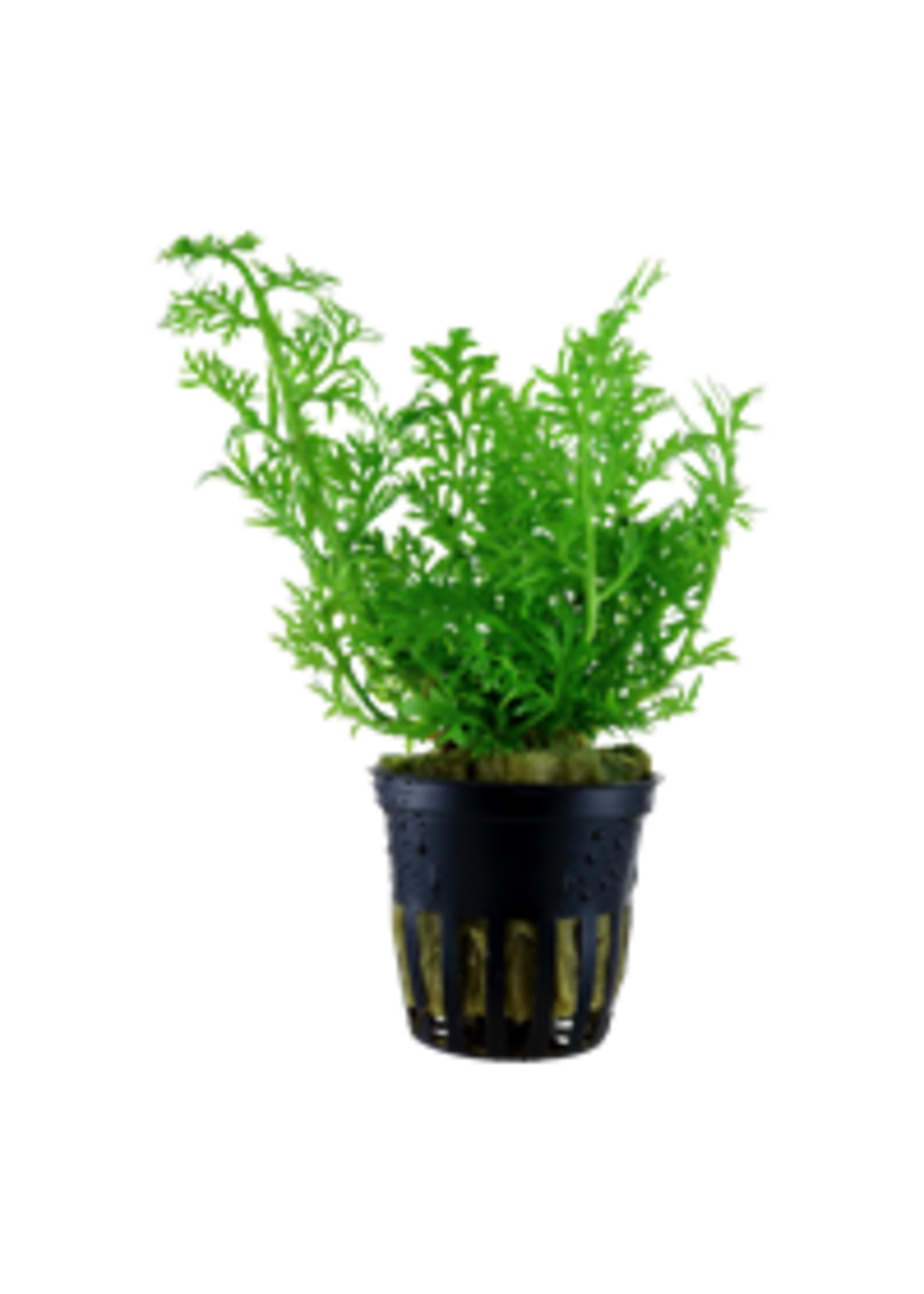 Tropica Tropica Ceratopteris thalictroides