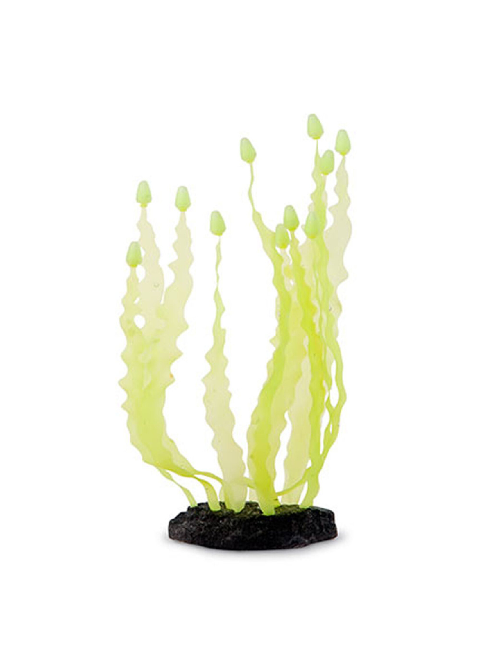 Sporn Sporn Yellow Caulerpa Seawood