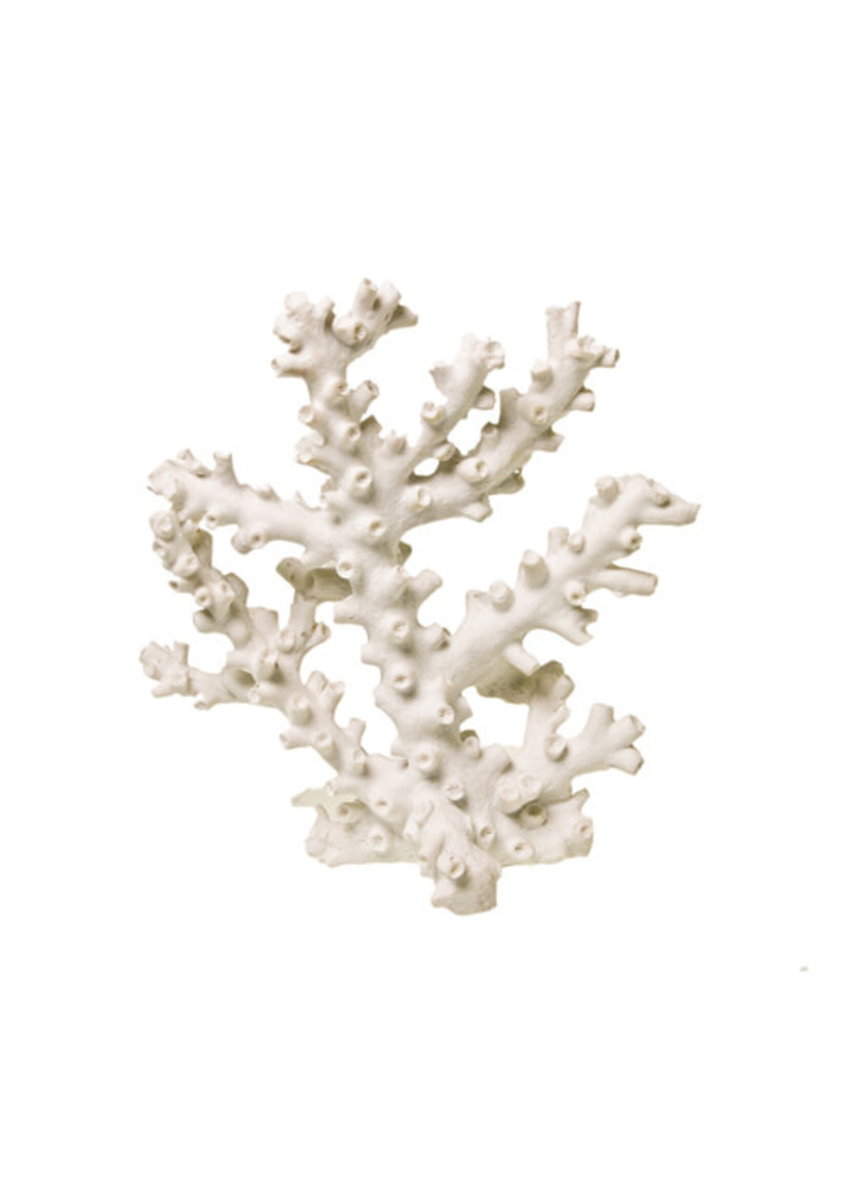 Blue Ribbon Blue Ribbon Reflections Coral Impressions Octopus Coral White 6.75 x 3.5 x 6.75"