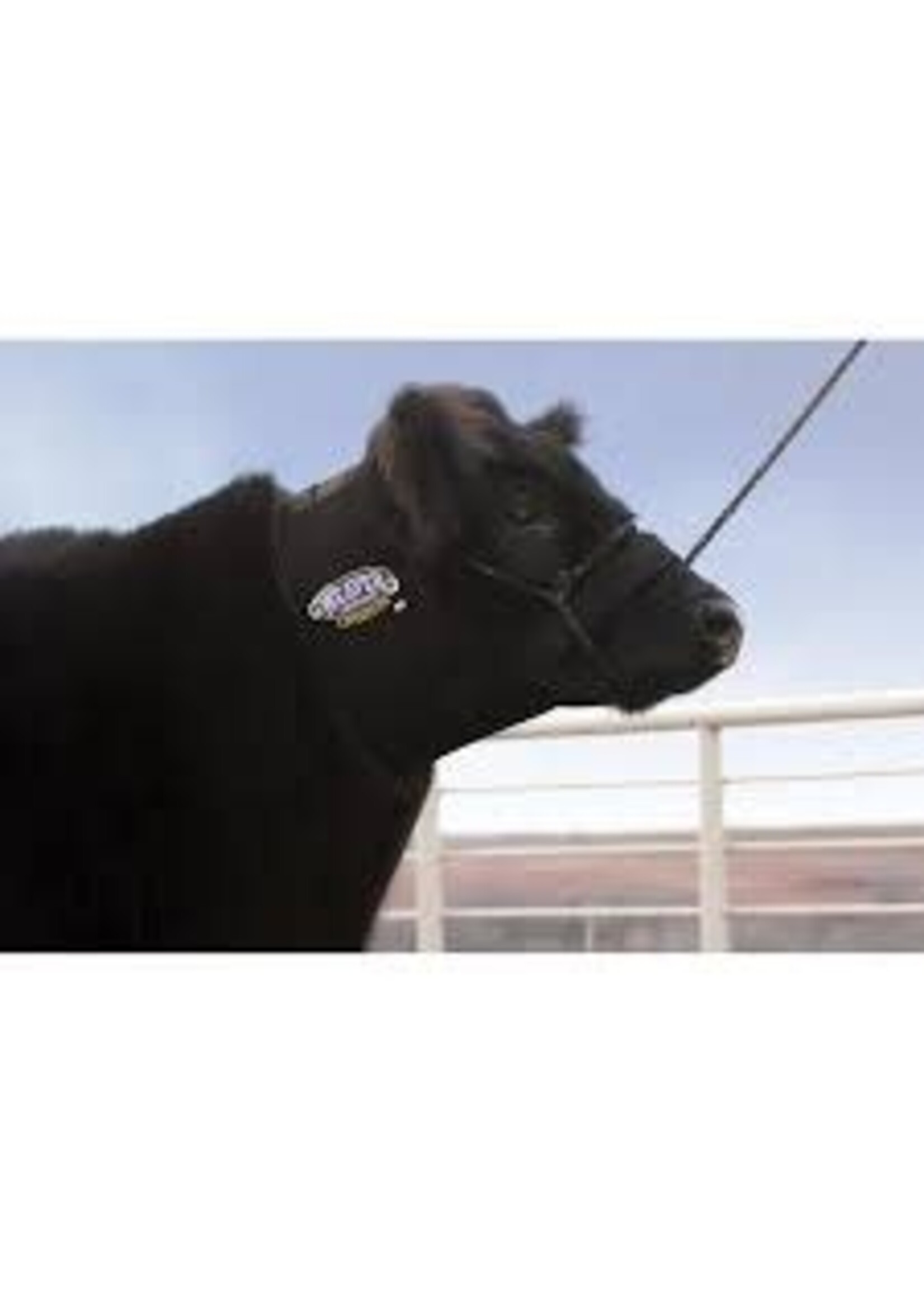 Weaver Livestock Weaver Livestock Neoprene Neck Sweat