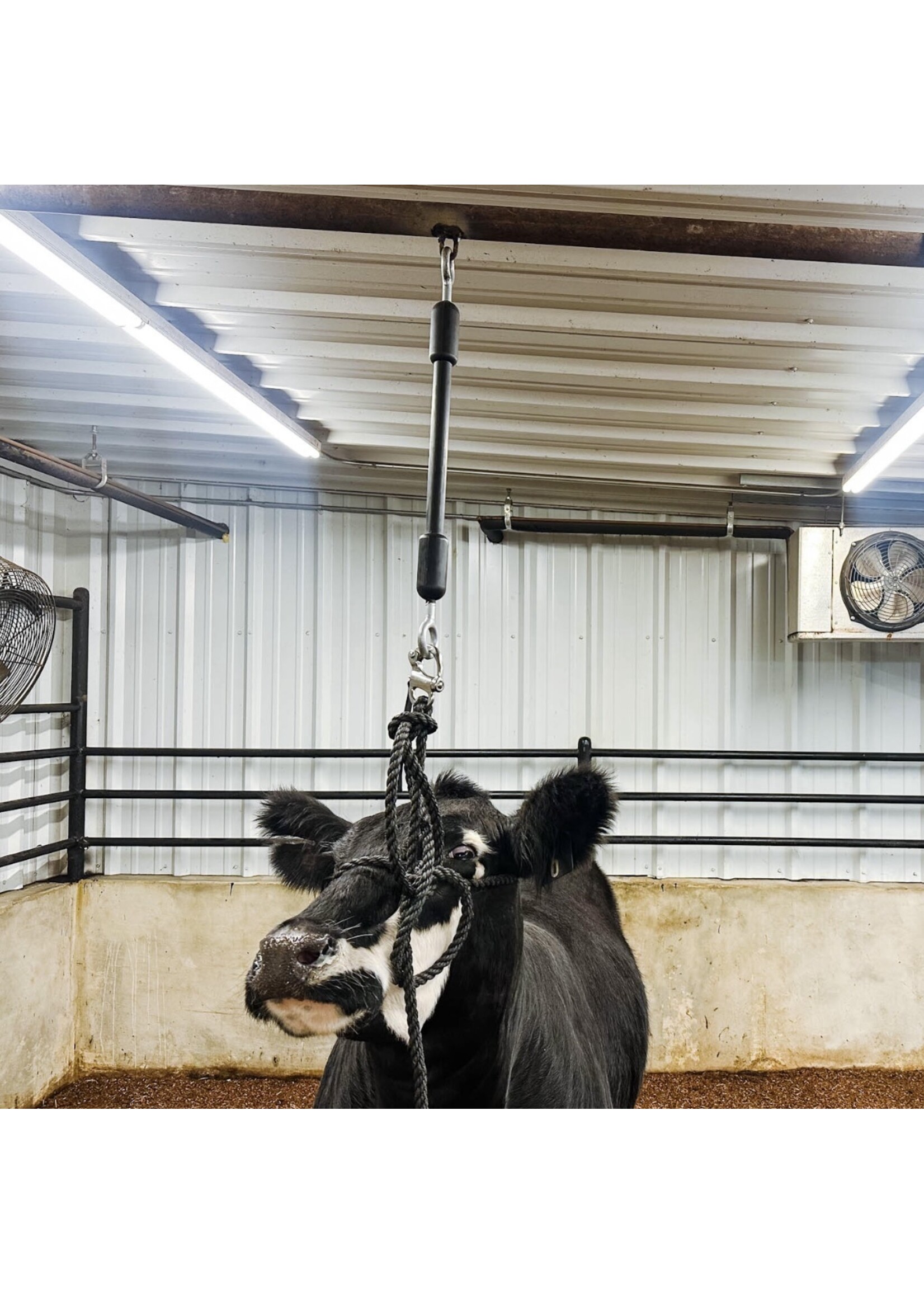 Stock Up Supply Stock Up Supply The Little Bungee