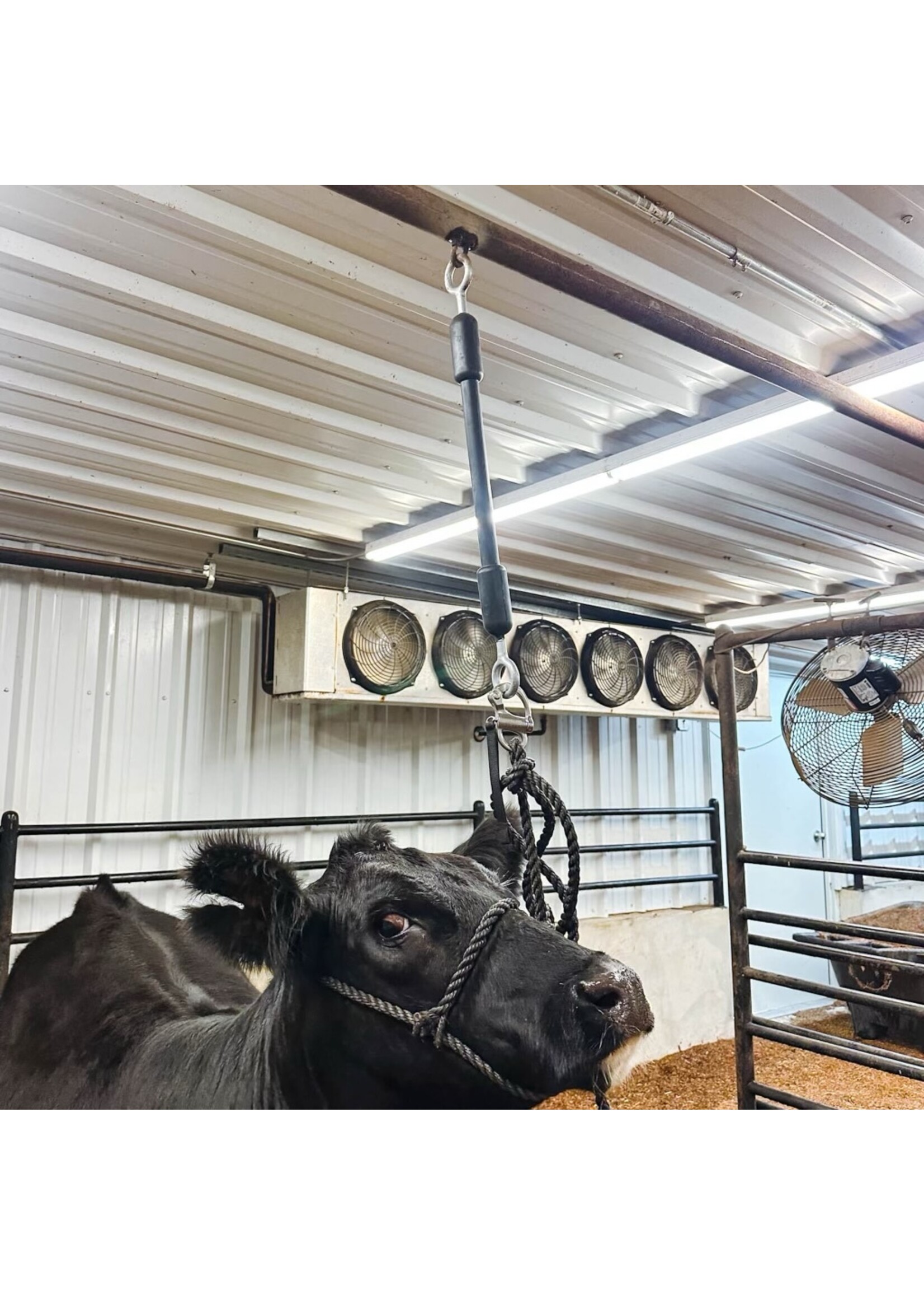 Stock Up Supply The Little Bungee