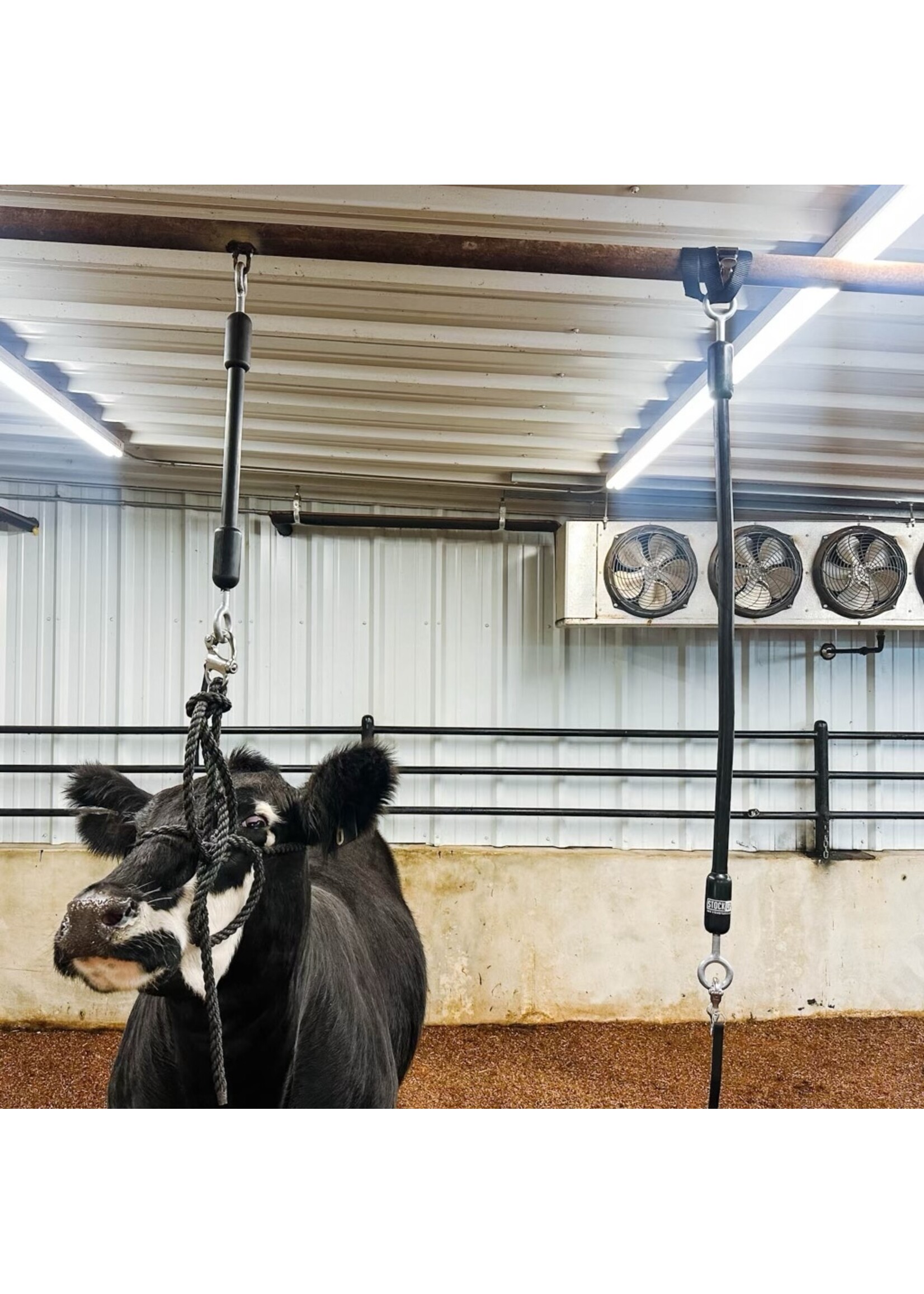 Stock Up Supply Stock Up Supply The Little Bungee