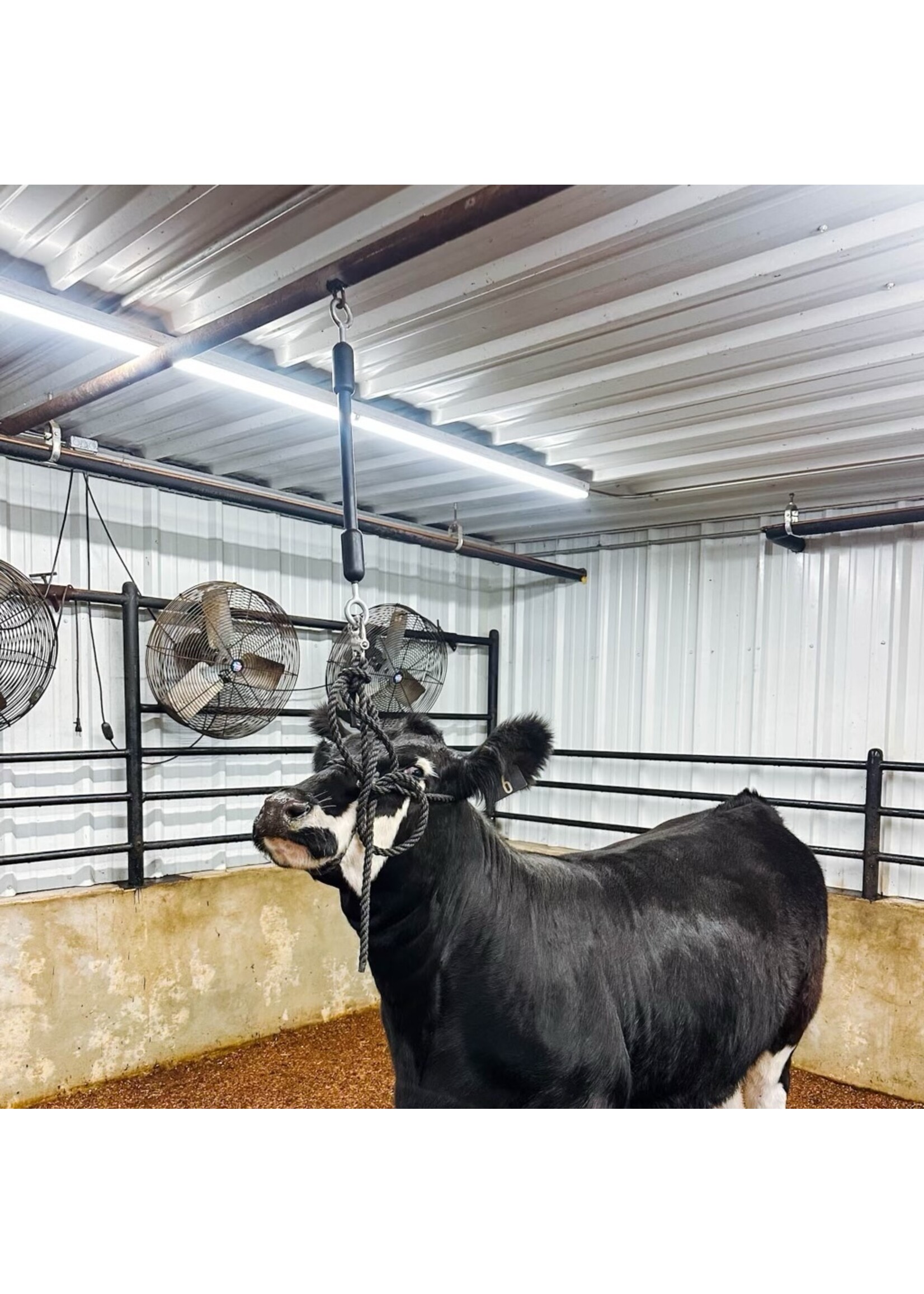 Stock Up Supply Stock Up Supply The Little Bungee