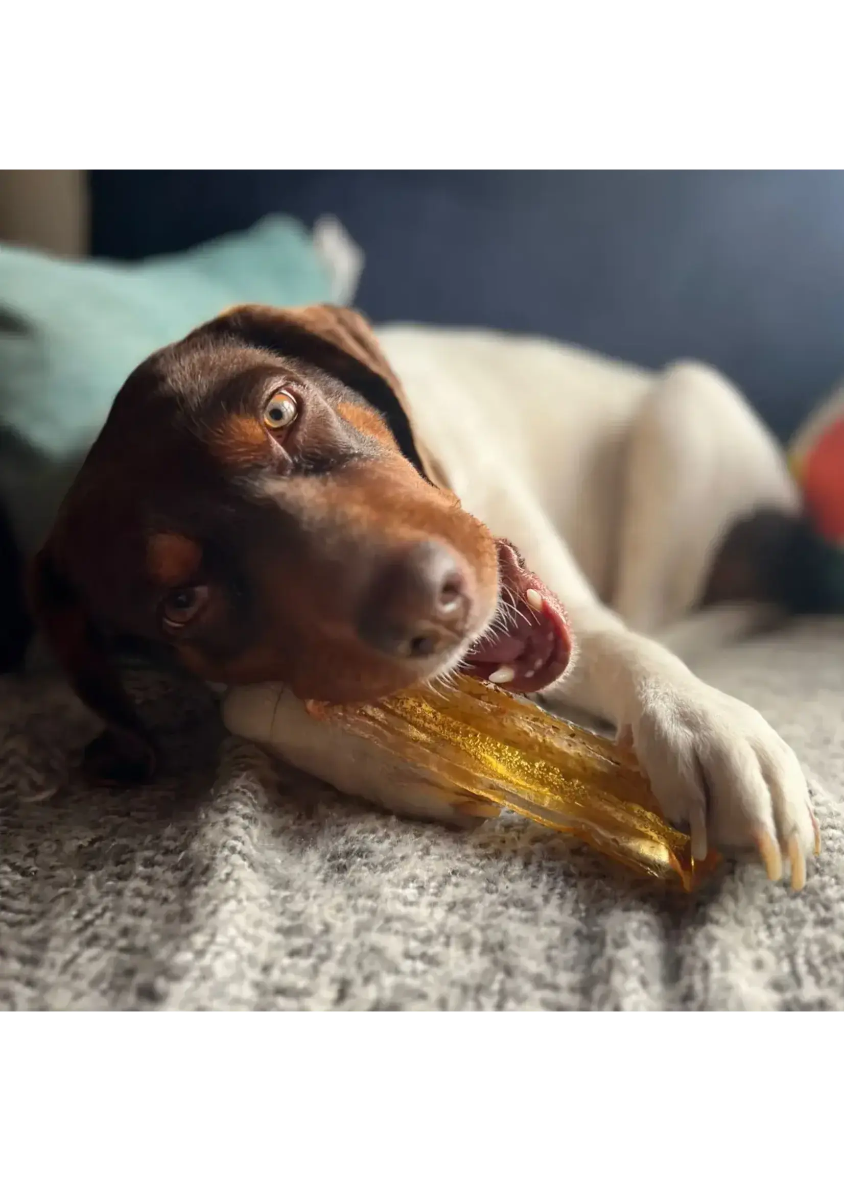 Wag & Bright Wag & Bright Mighty Marrows Collagen Dental Chew Bacon